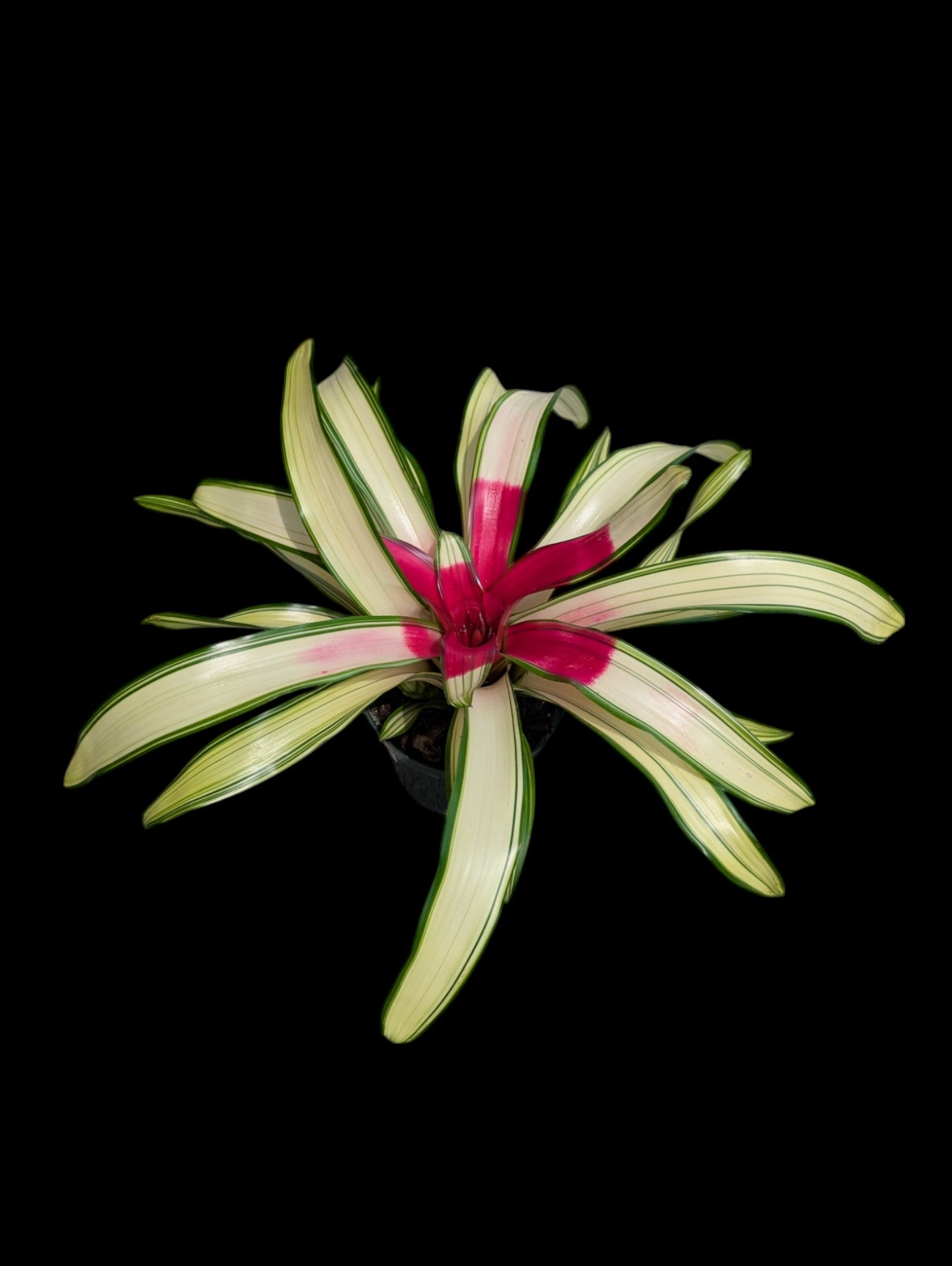Néorégélia 'Ardie'