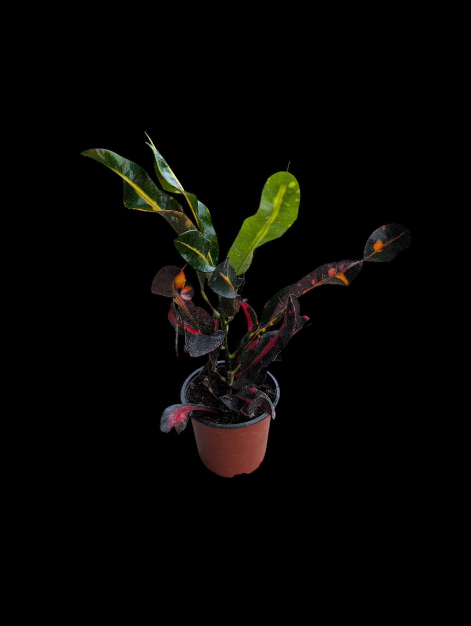Croton Mammy