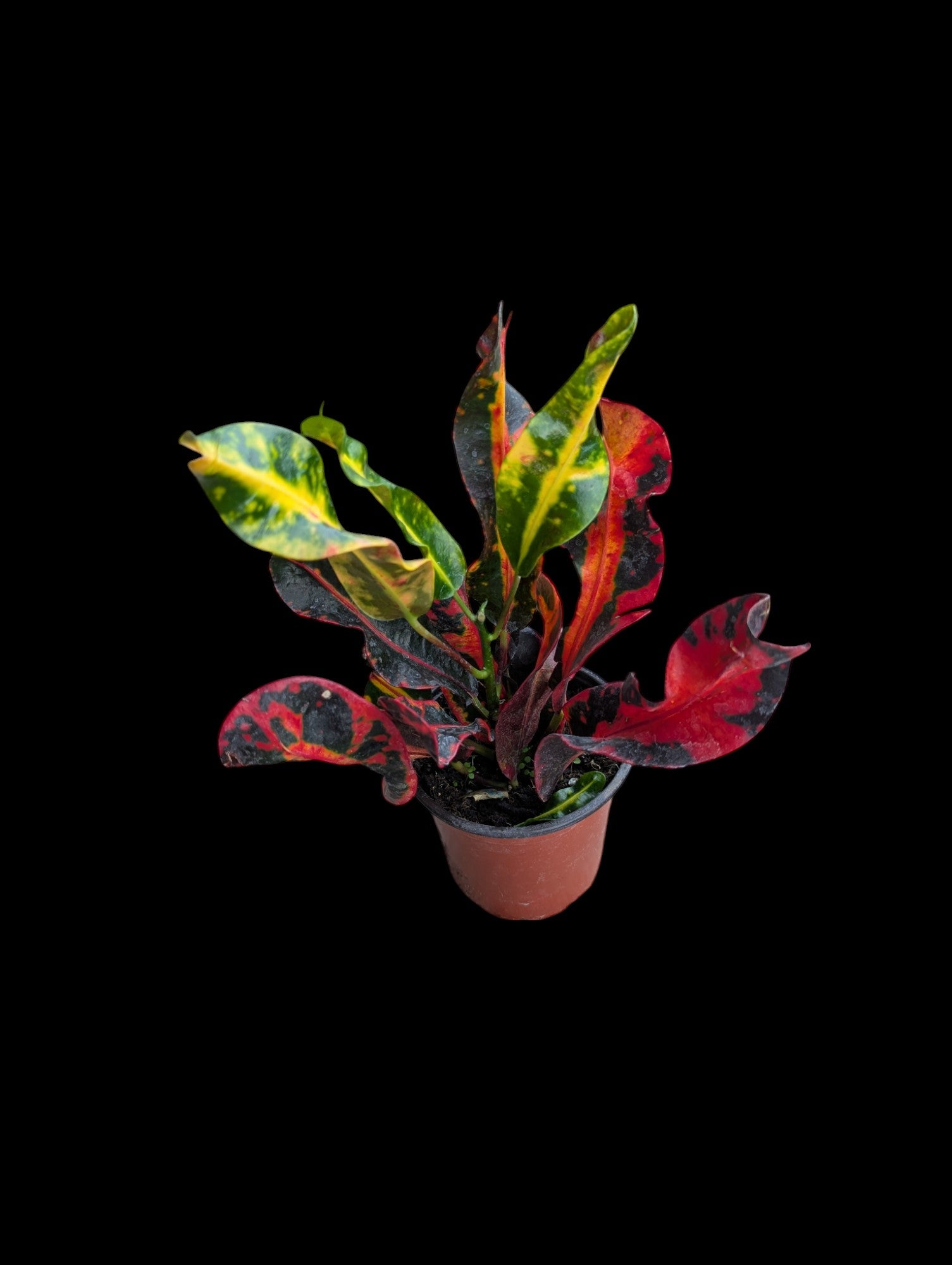 Croton Mammy