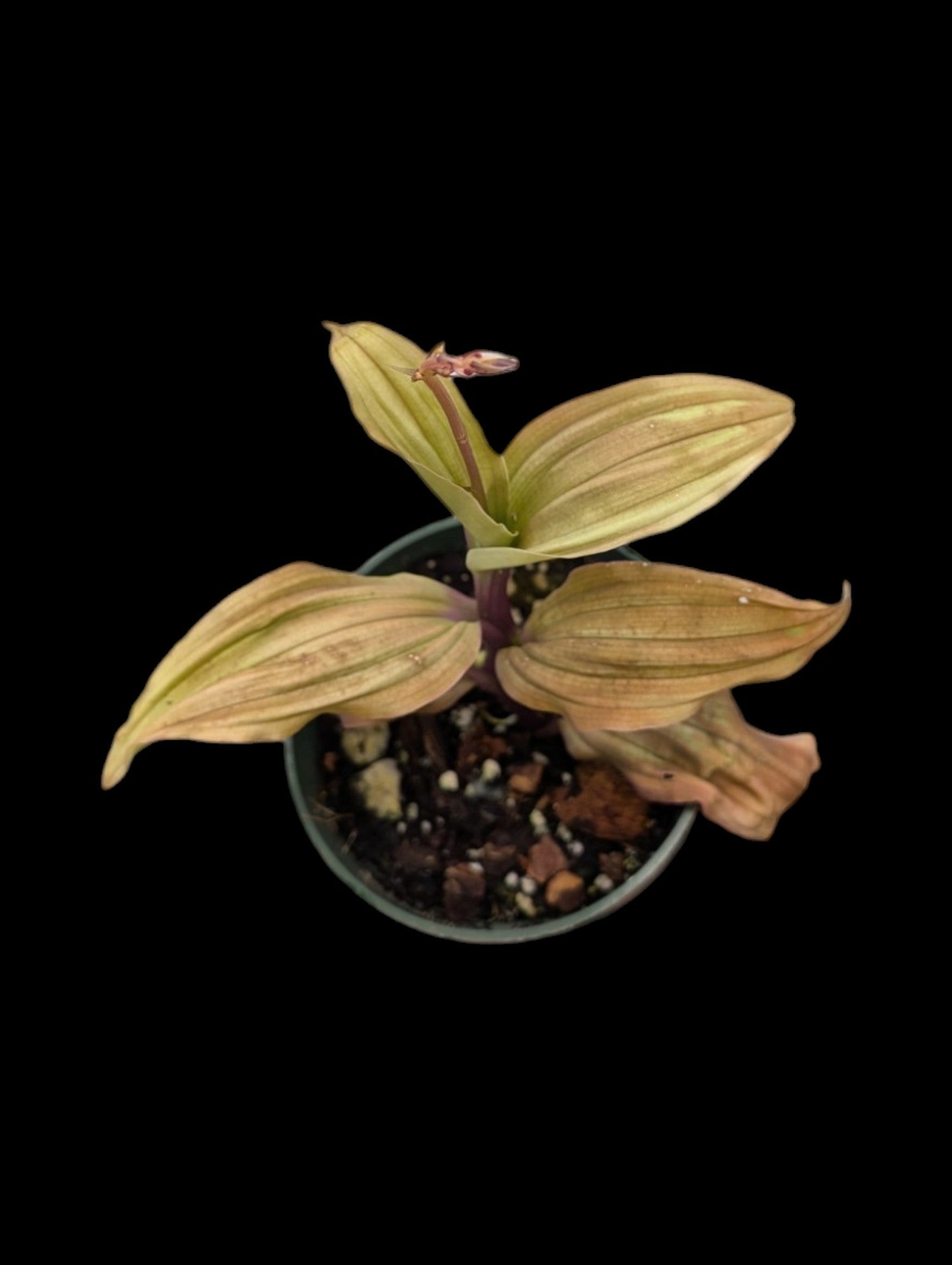 Jewel Orchid