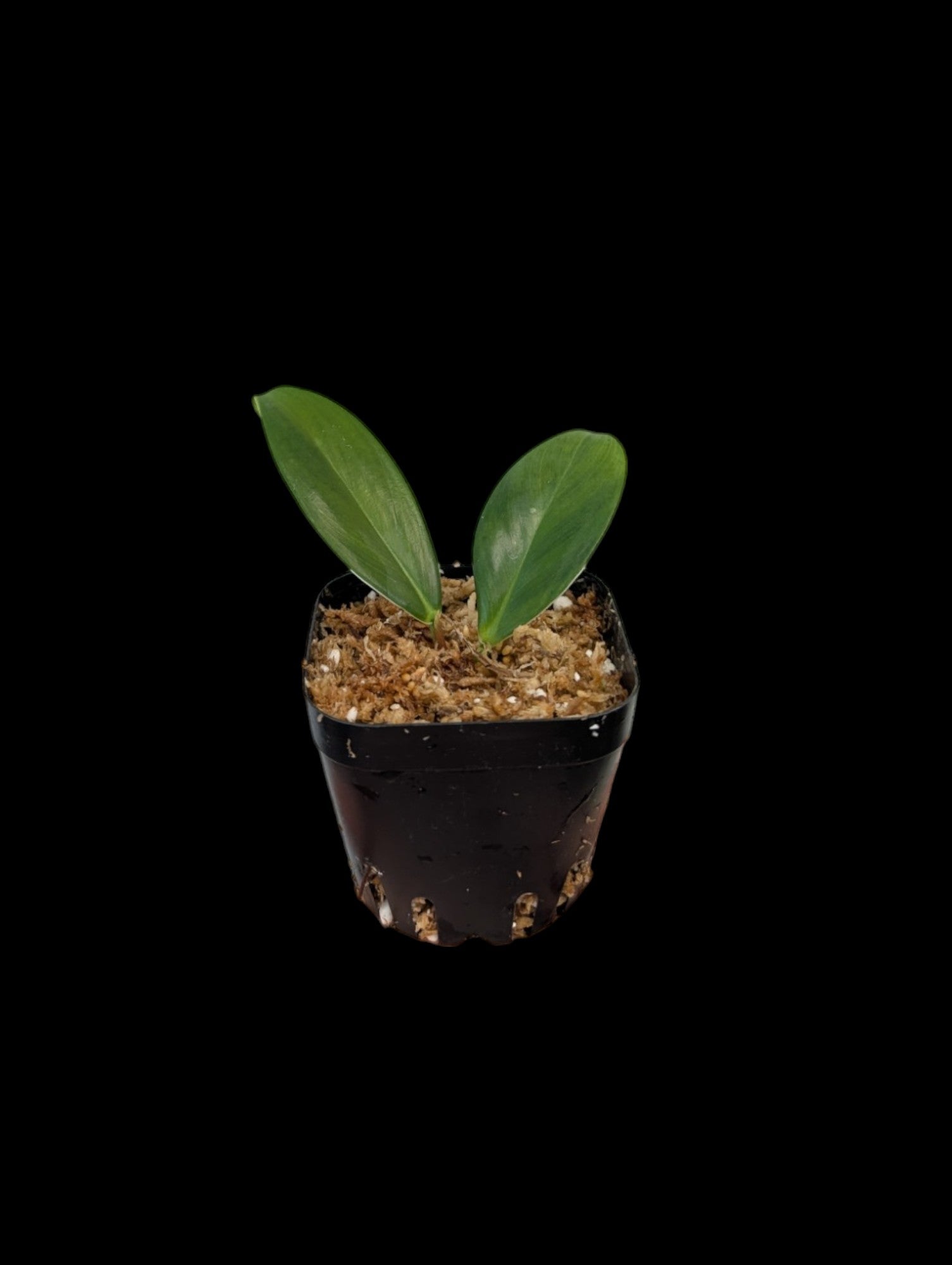 Philodendron Linnaei