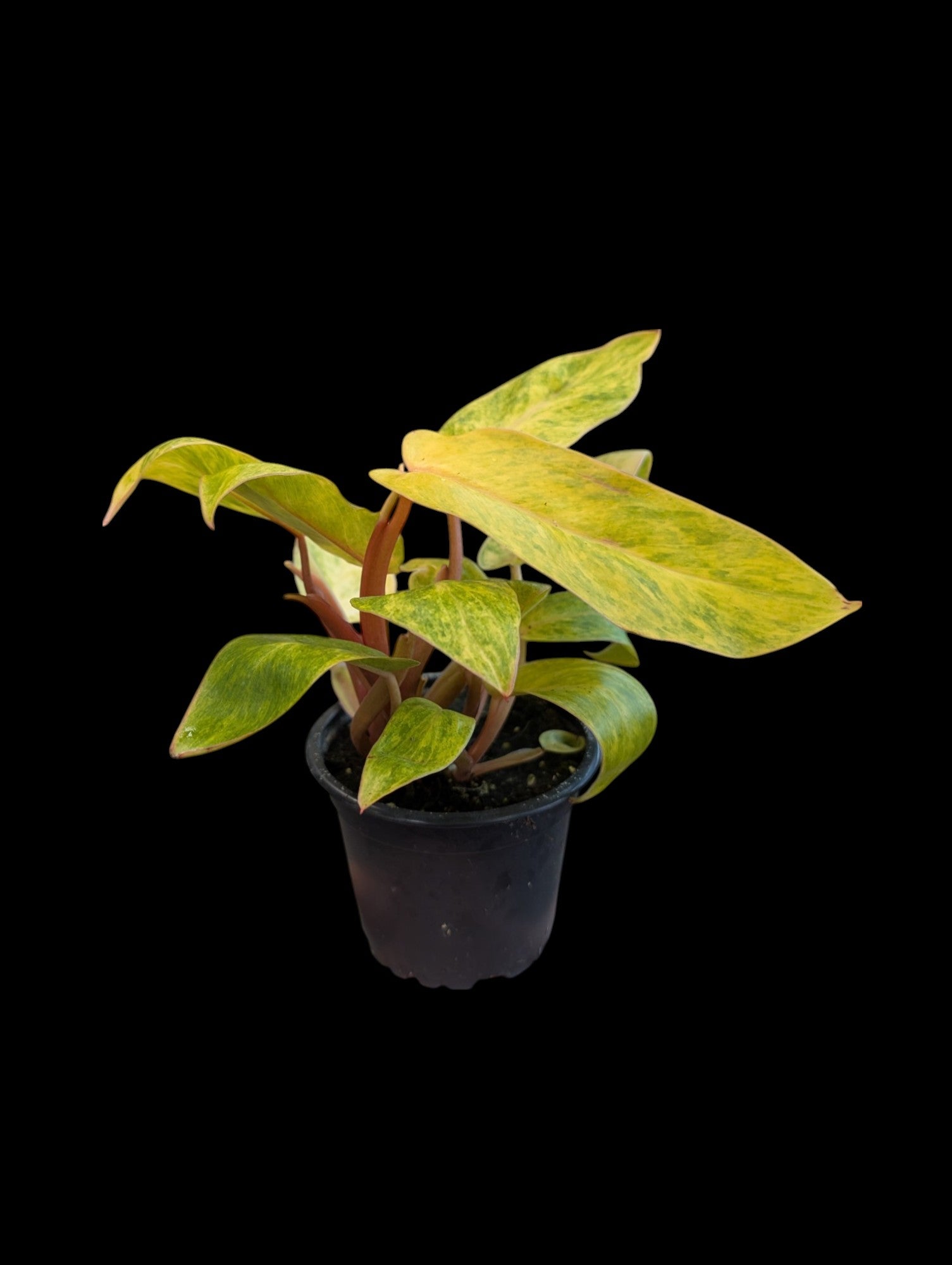 Philodendron Painted Lady