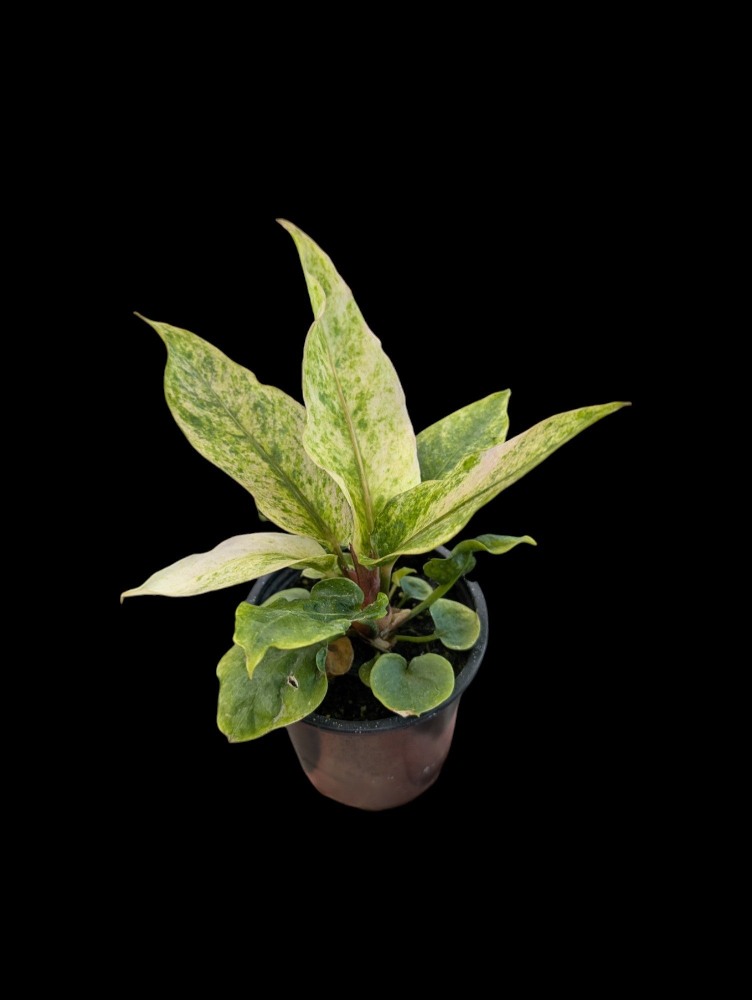 Anthurium hookeri panaché