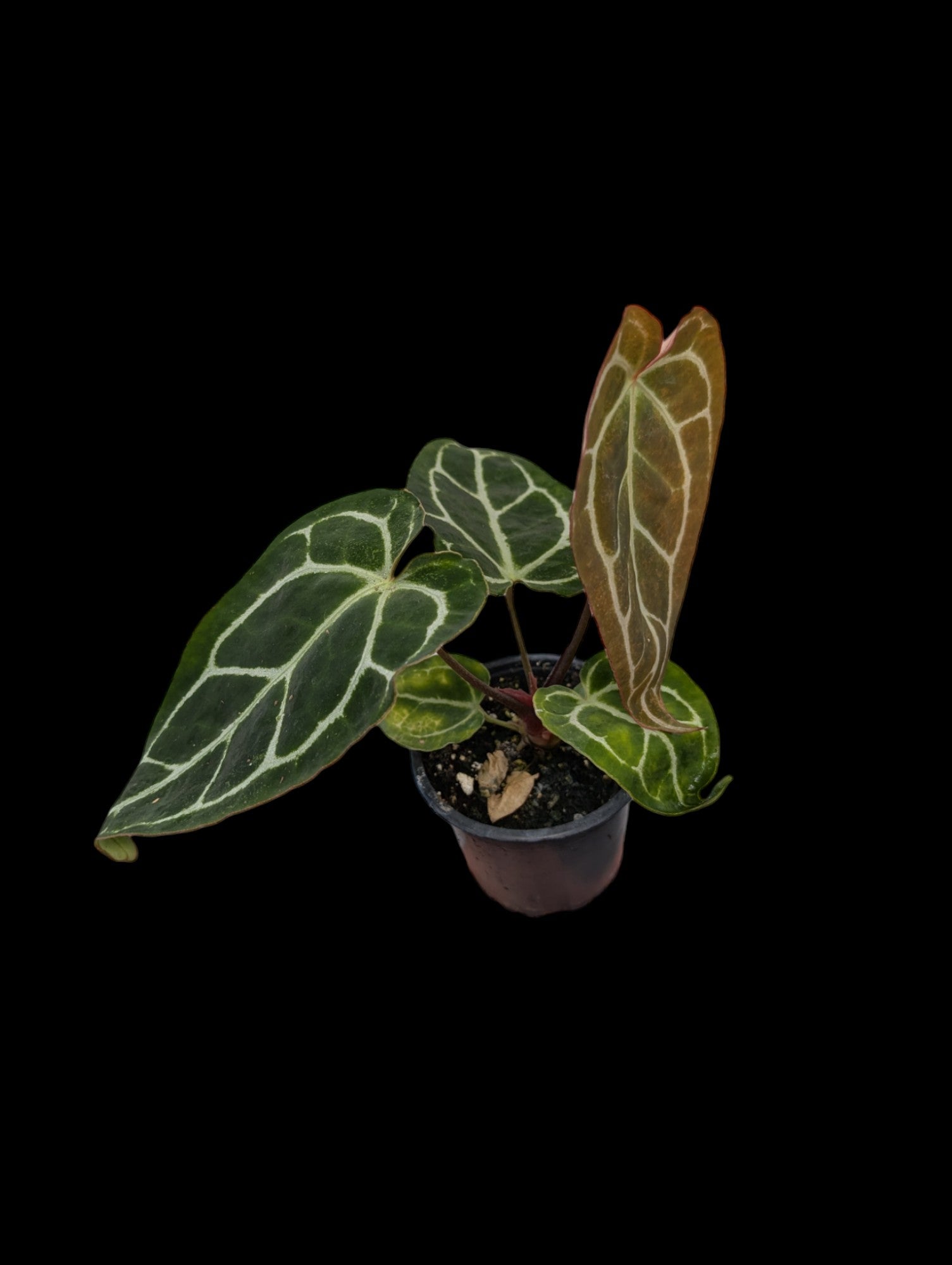 Anthurium Crystallinum Tortue