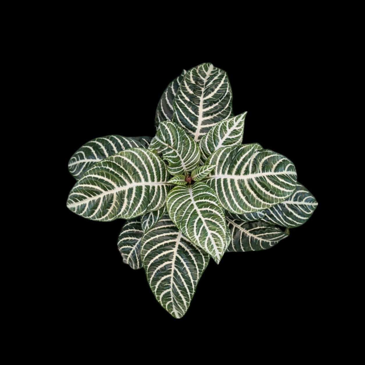 Aphelandra zebra