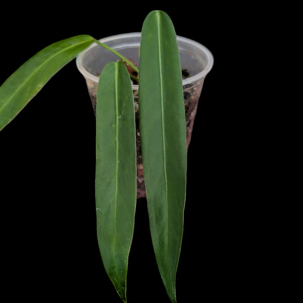 anthurium pallidiflorum for sale Anthurium pallidiflorum