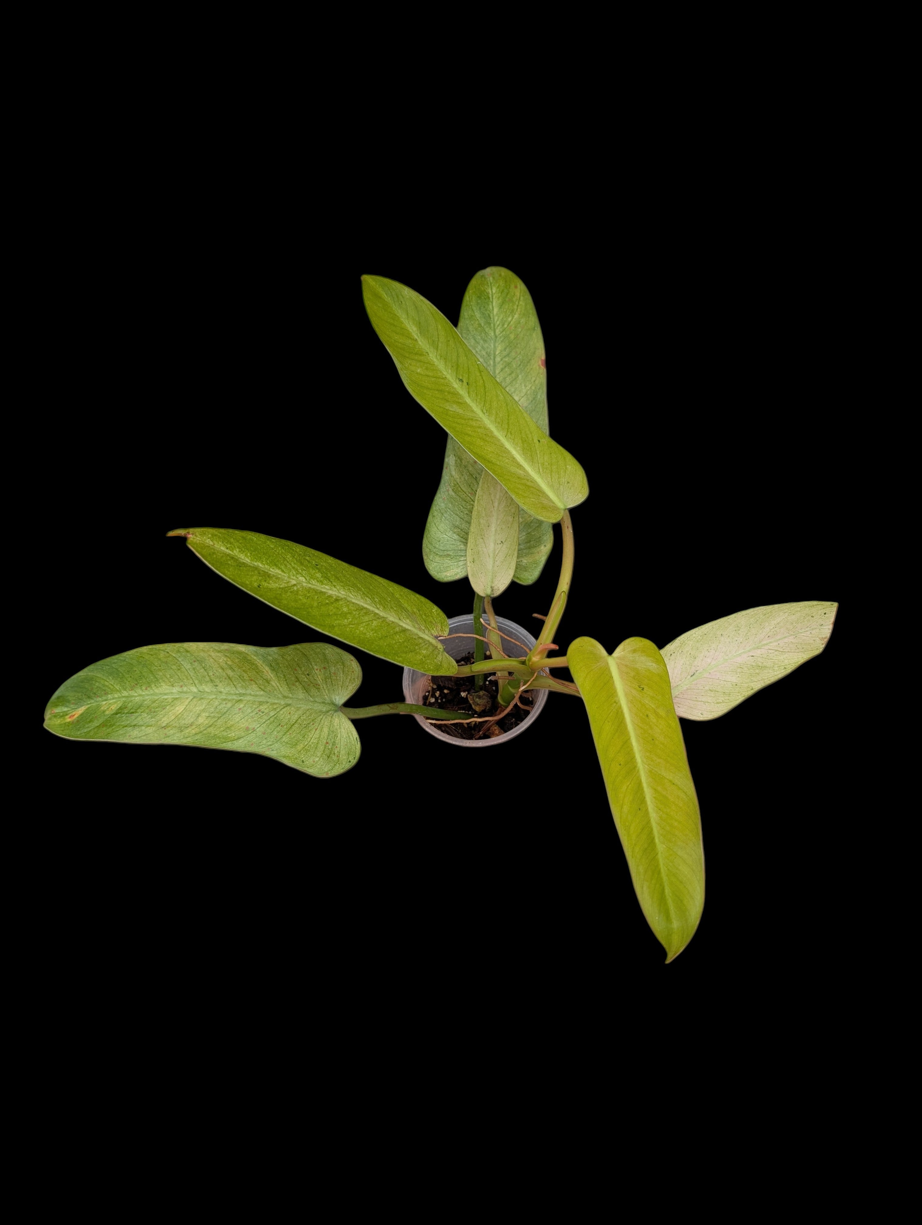 Philodendron Whipple Way