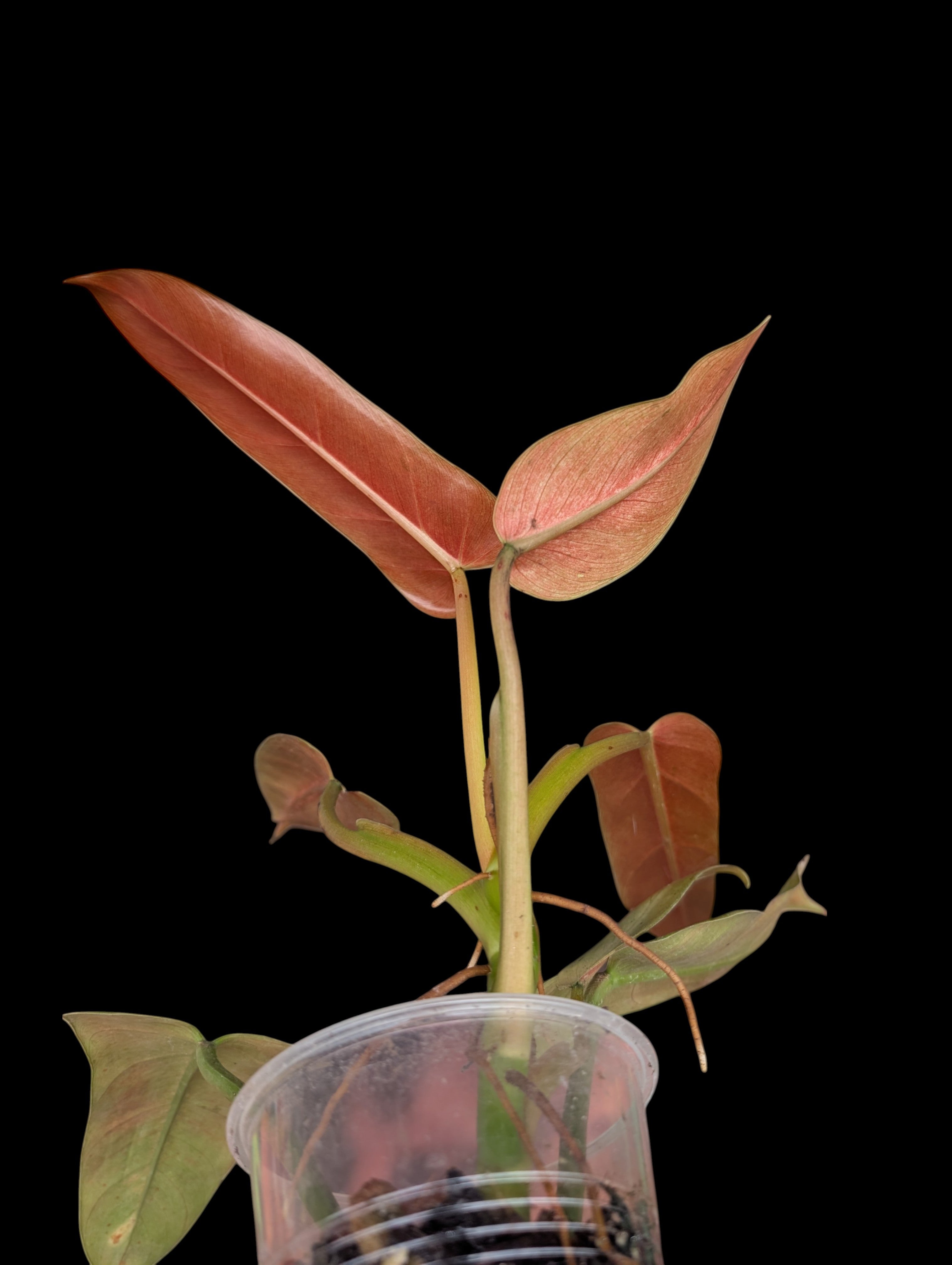 希少種　一株限り　Philodendron Whipple Way Philodendron Whipple Way
