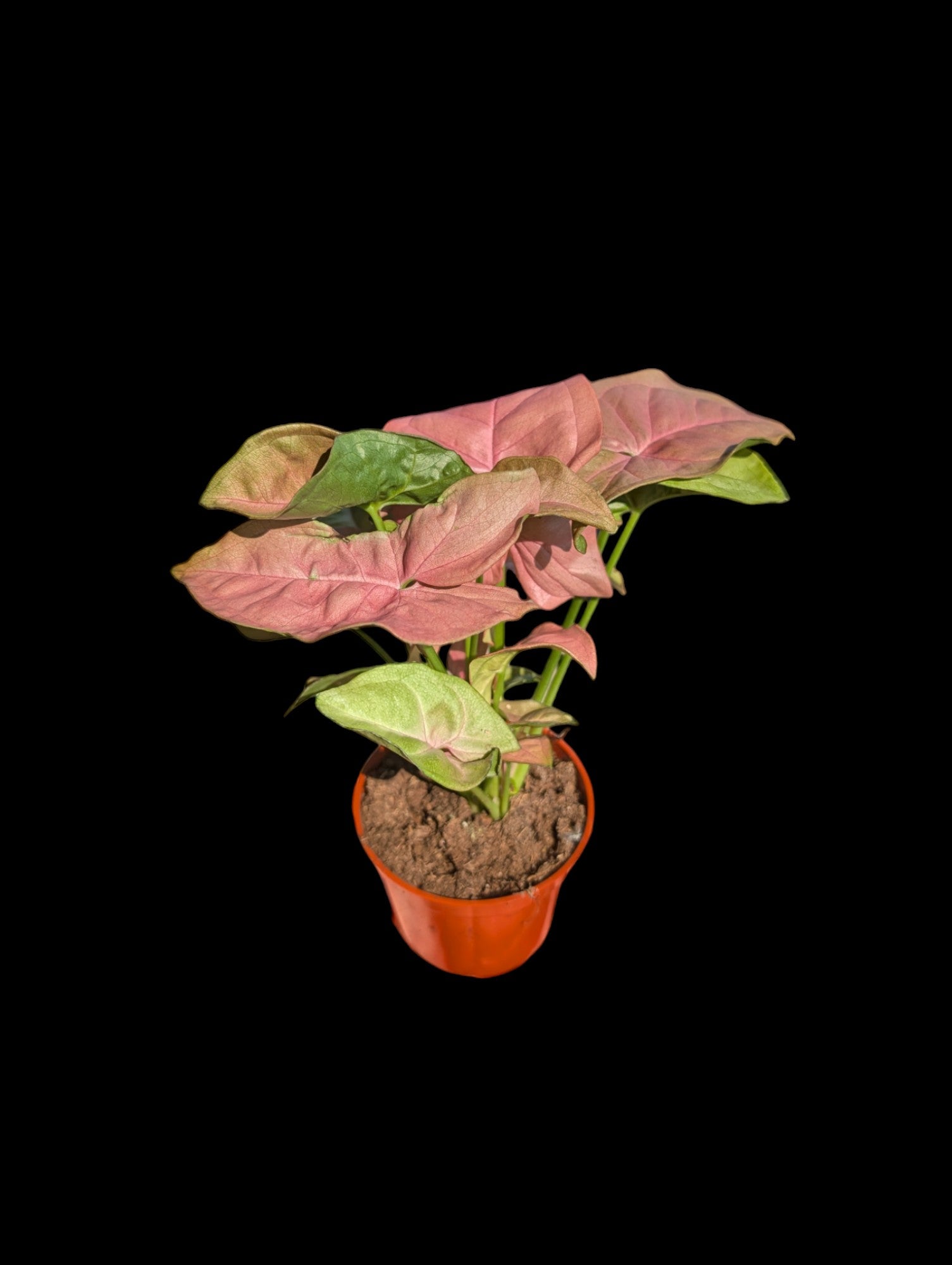 Syngonium Pink Neon