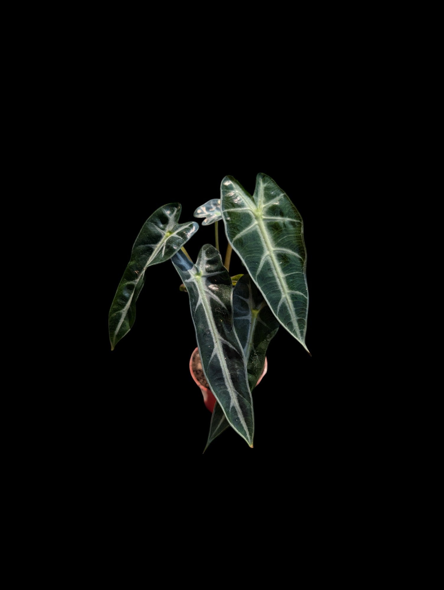 Alocasia Bambino