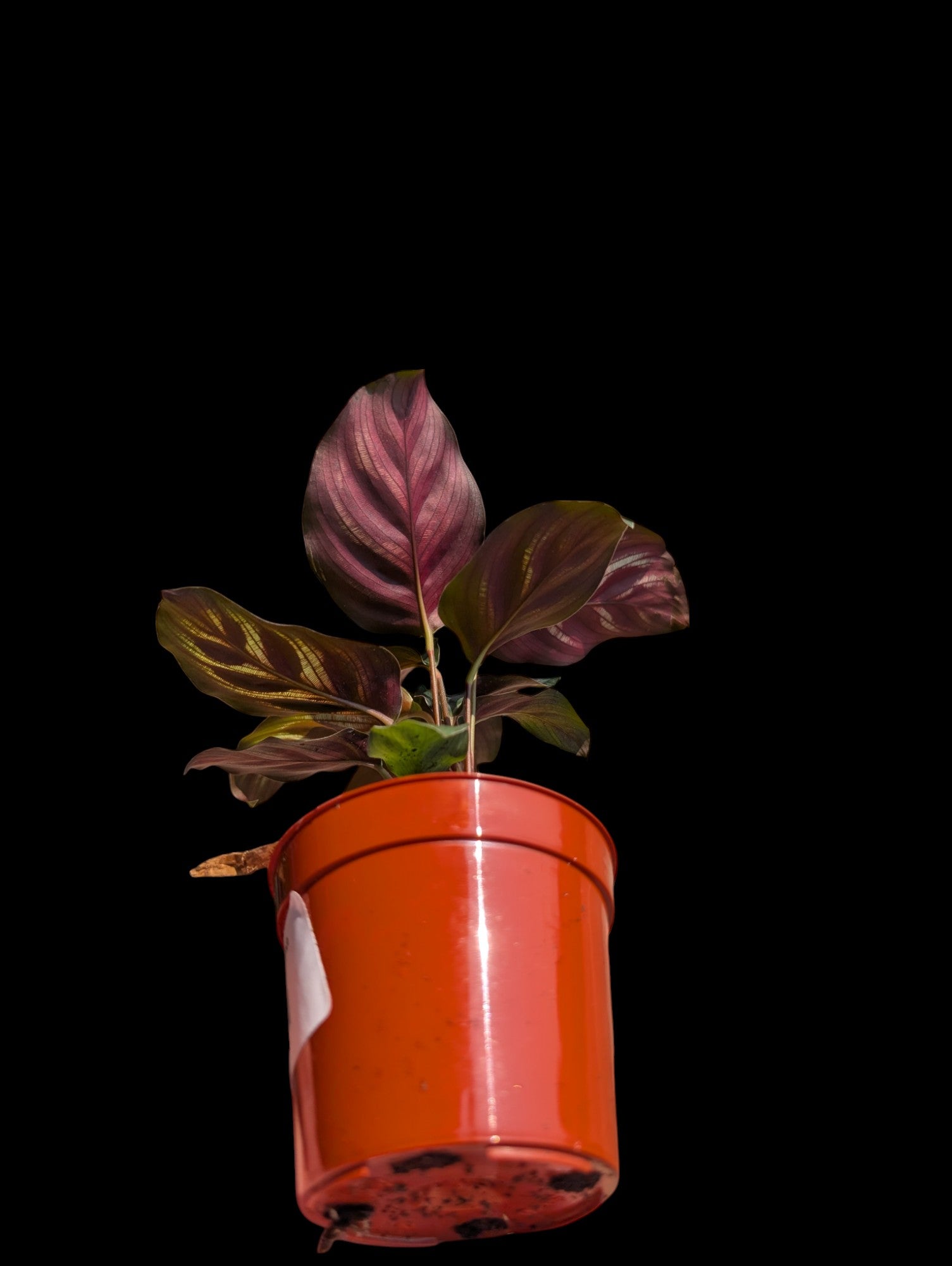 Calathea makoyana