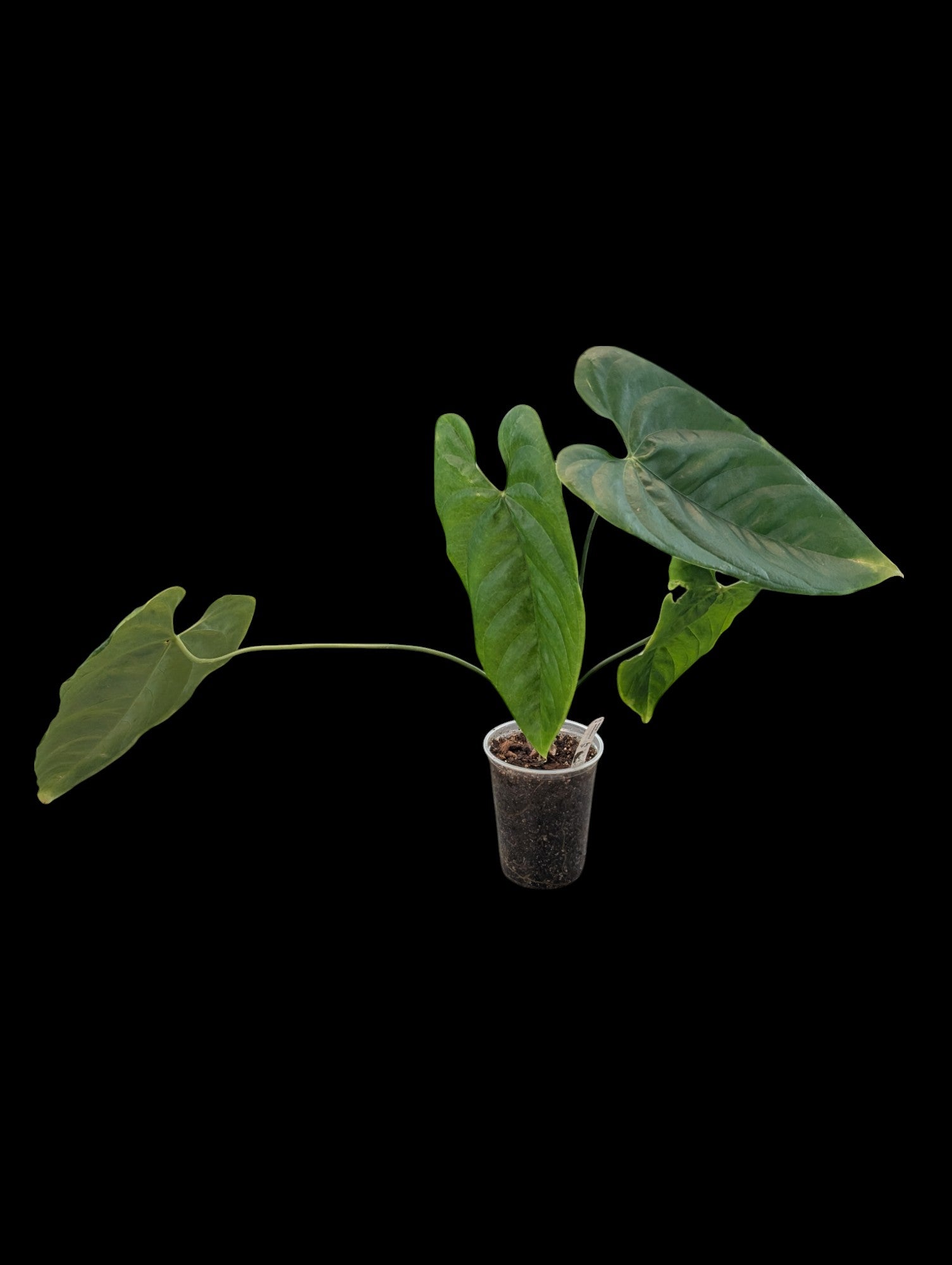 Anthurium pandurilaminum cf