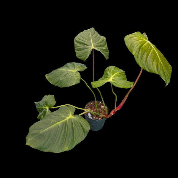 philodendron celebration Philodendron Celebration