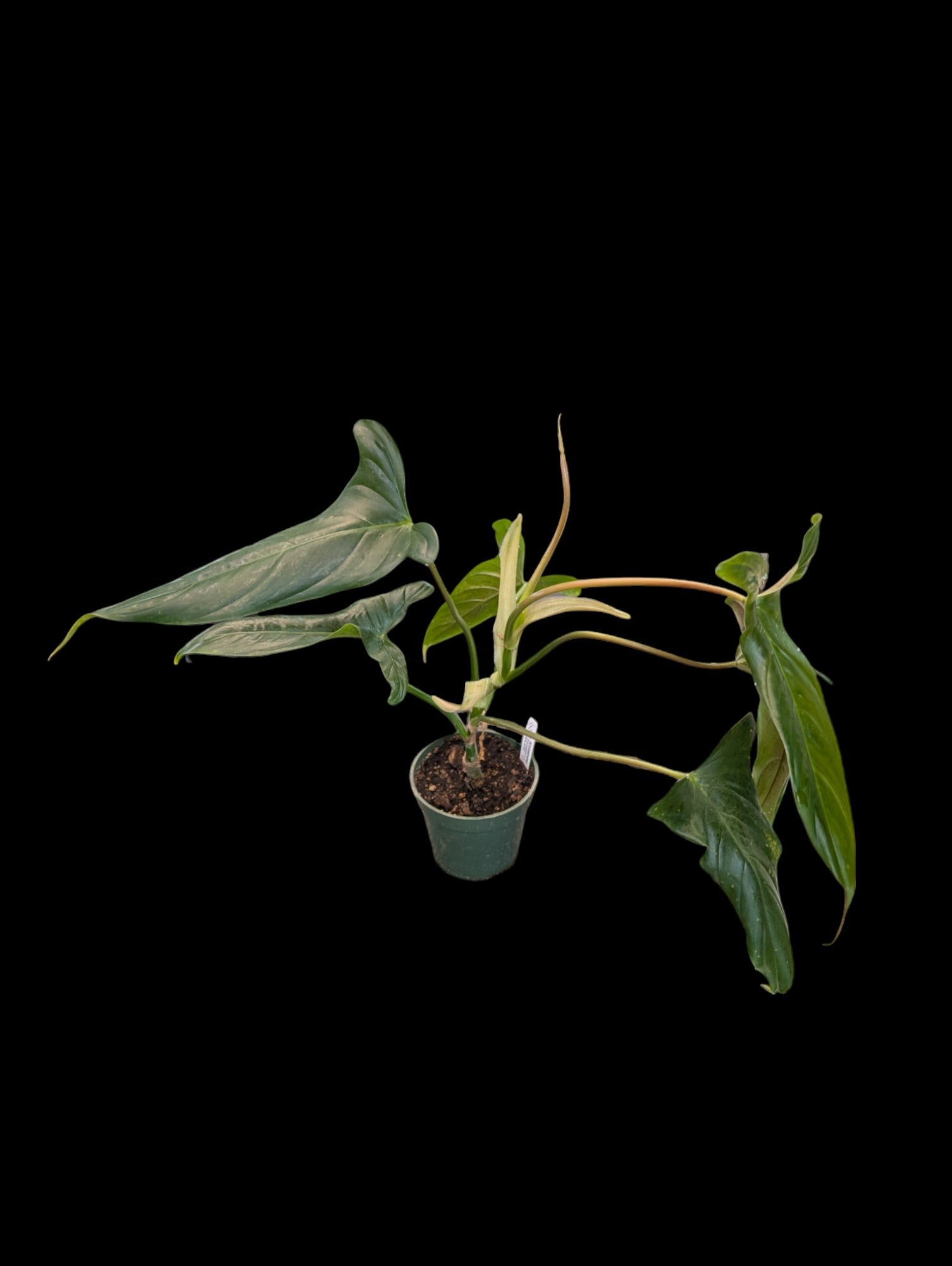 Philodendron Sweet Camilla