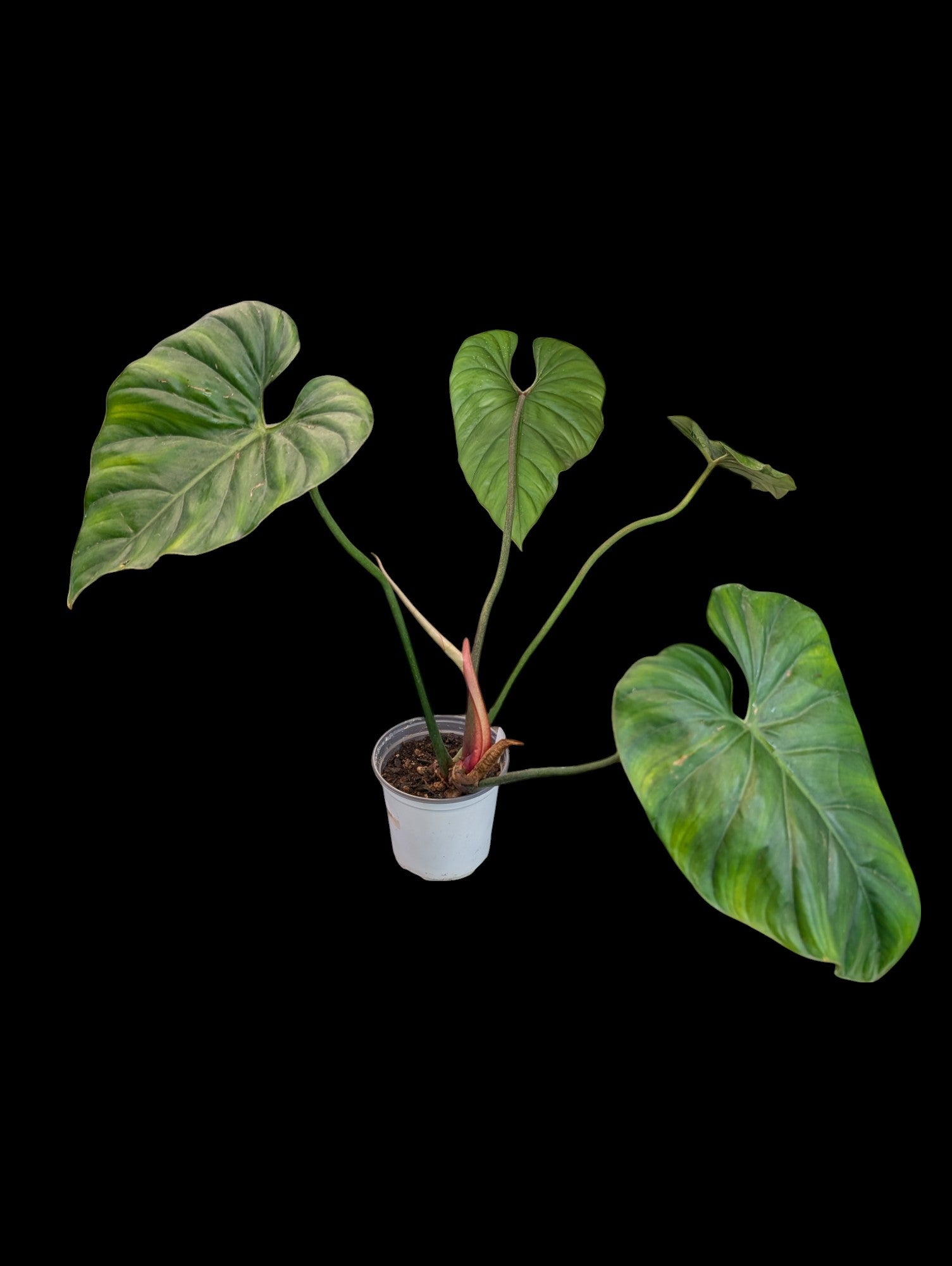 Philodendron Colombia