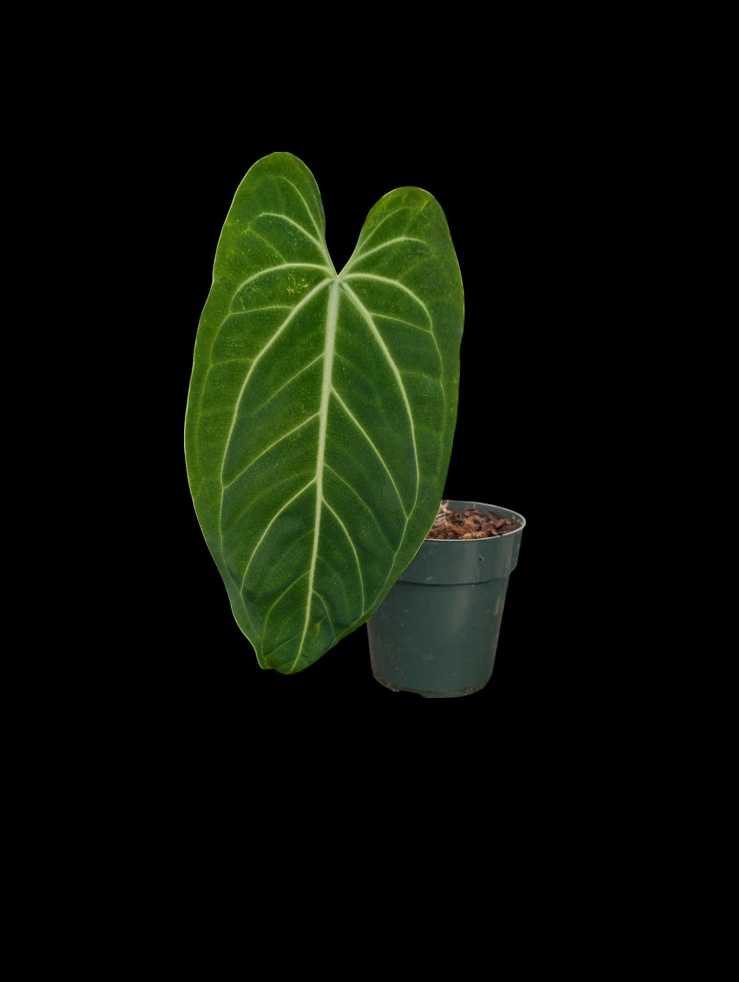 Anthurium Ecuagenera Princess