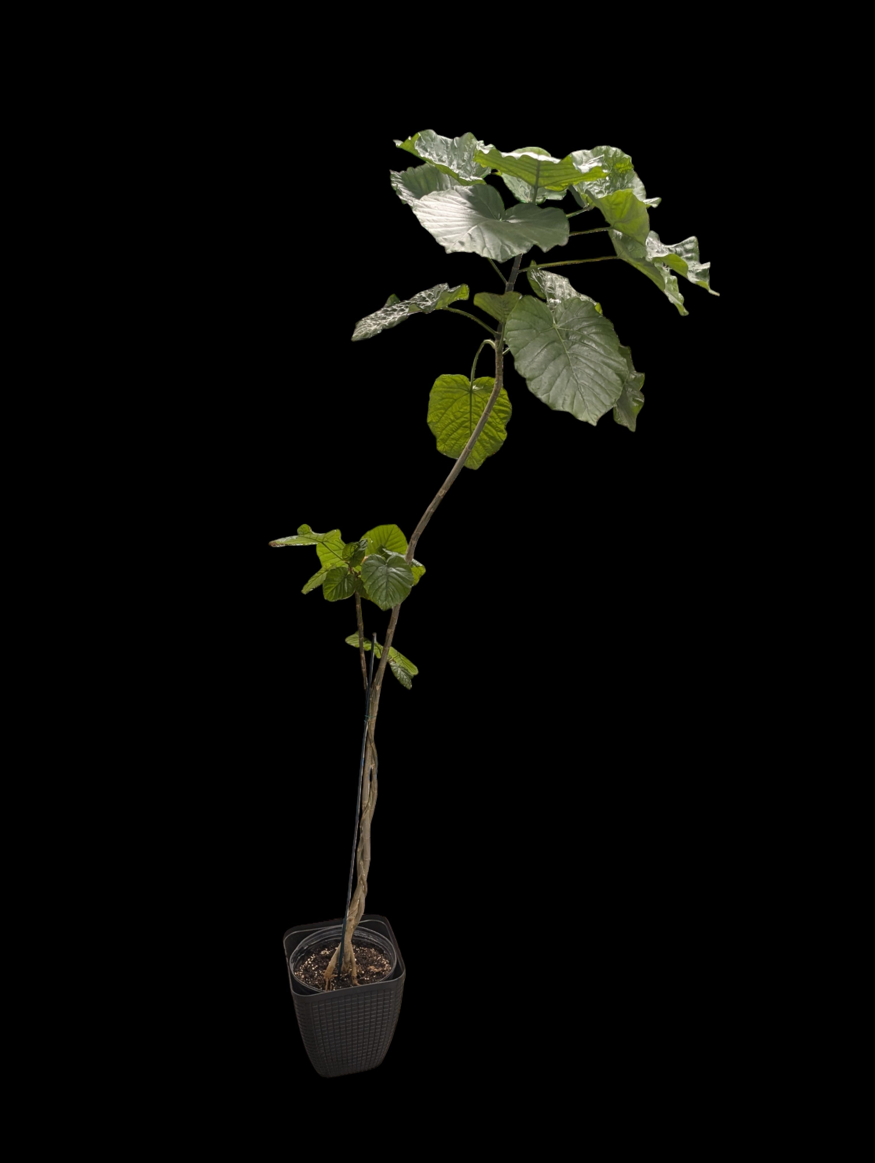 Ficus umbellata