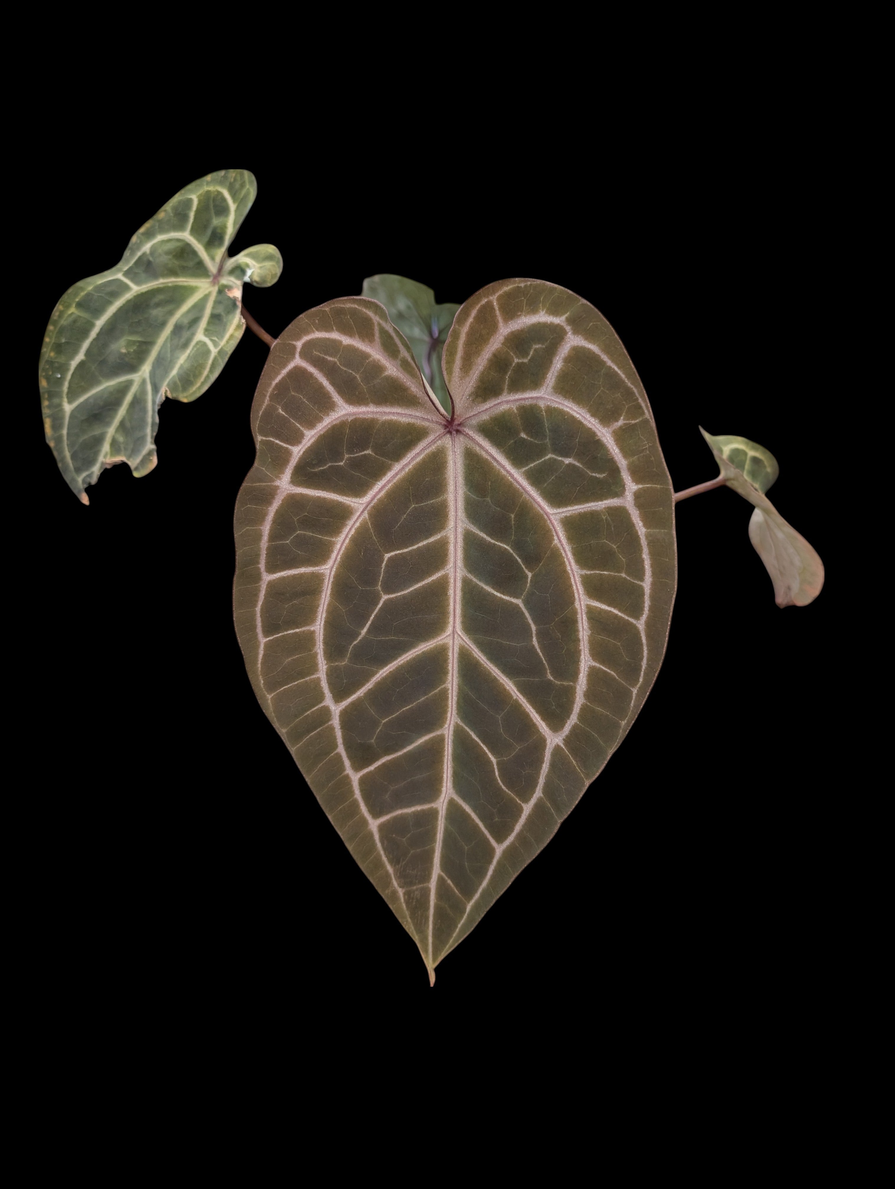 Anthurium michelle