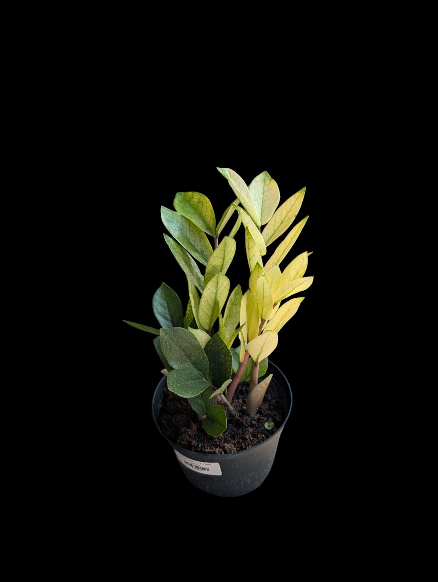 Chameleon ZZ Plant