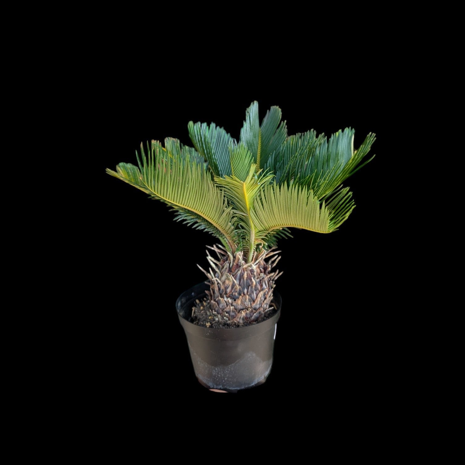 Sago Palm