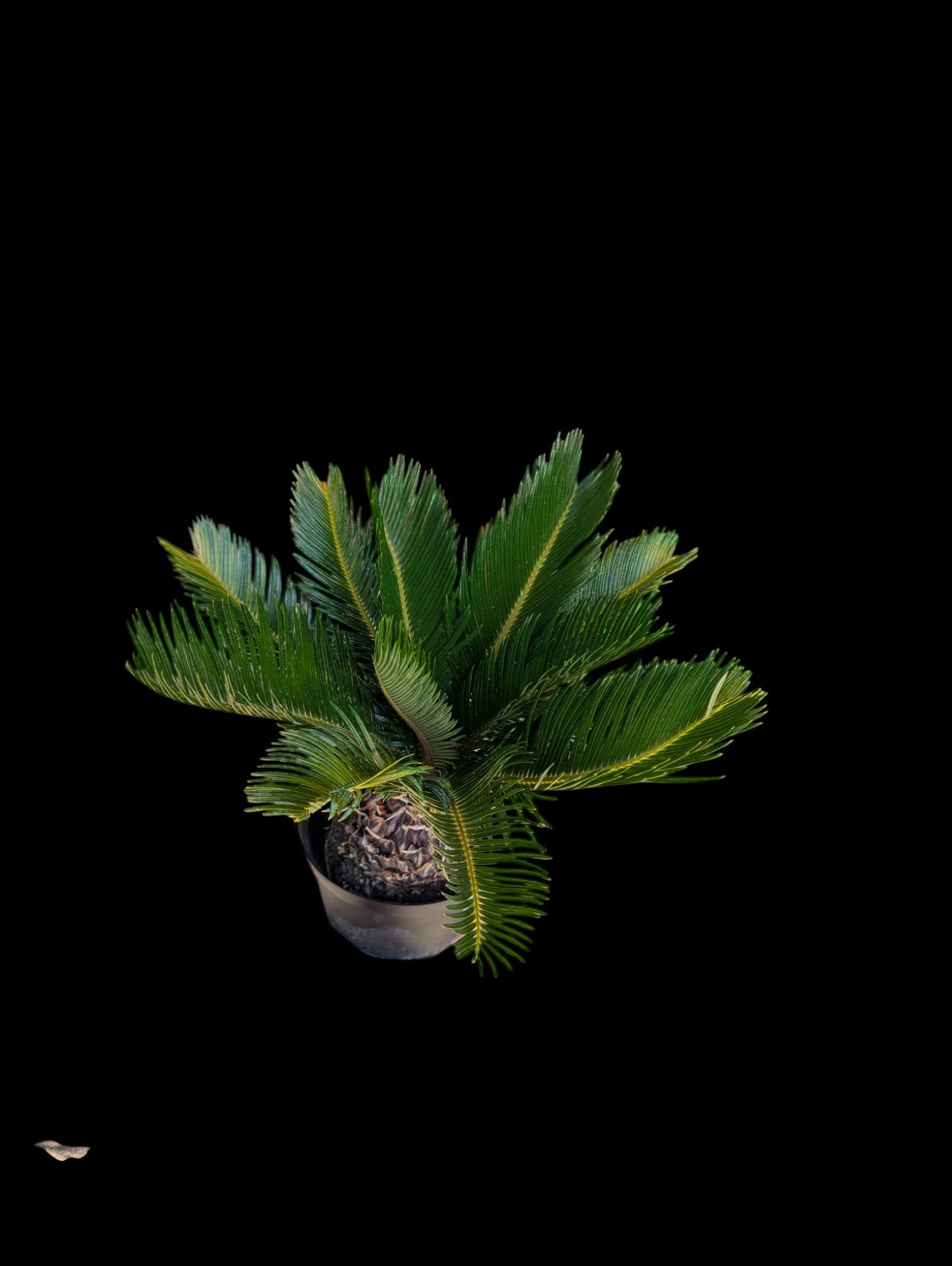 Sago Palm