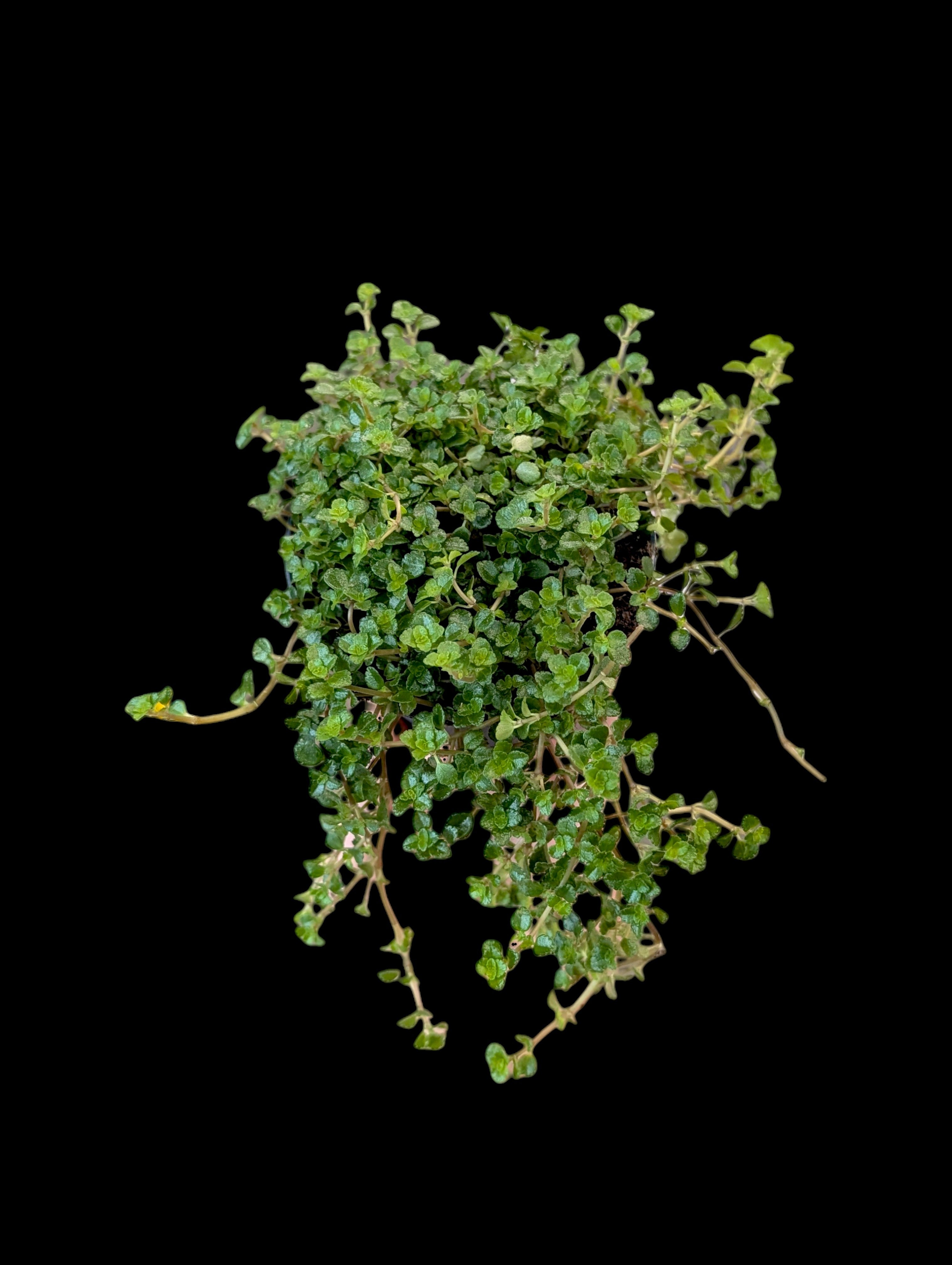Pilea depressa - Sao Paolo