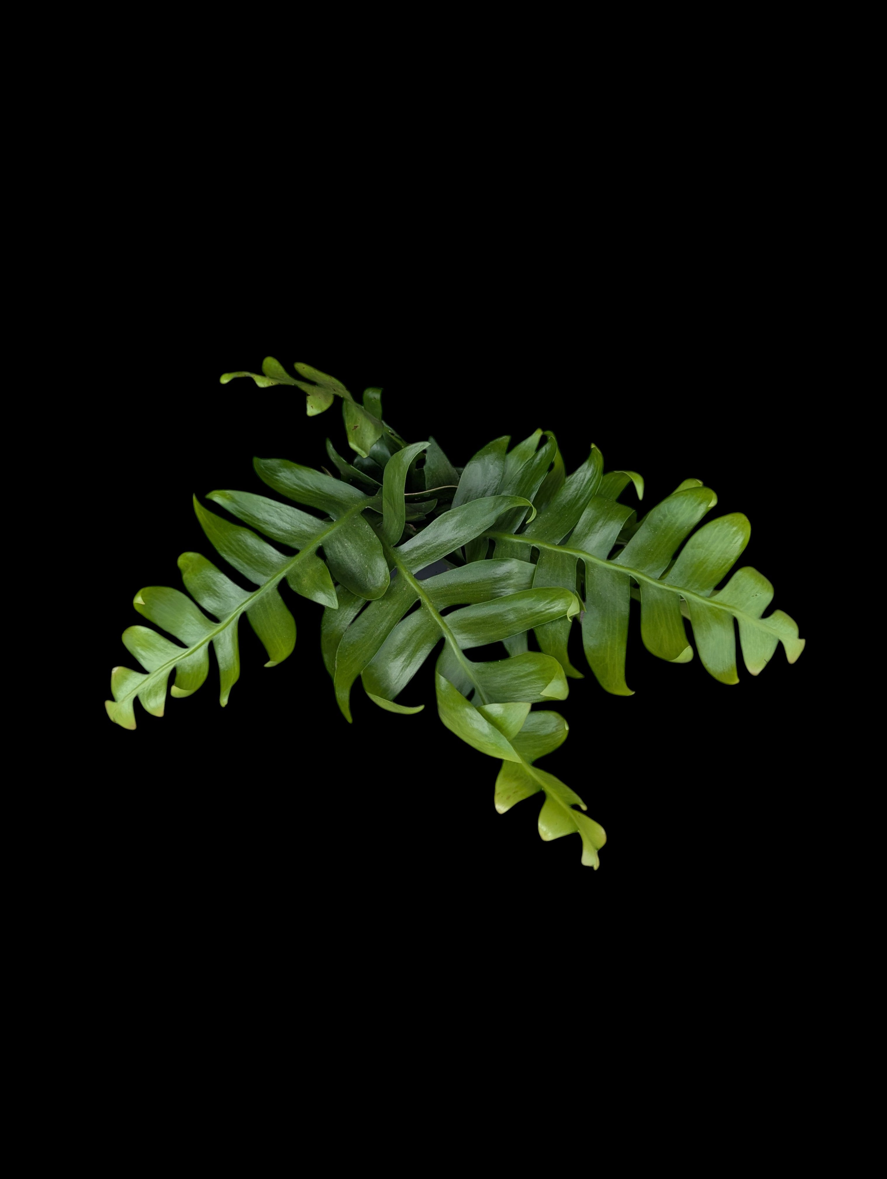 Shark fin Cactus