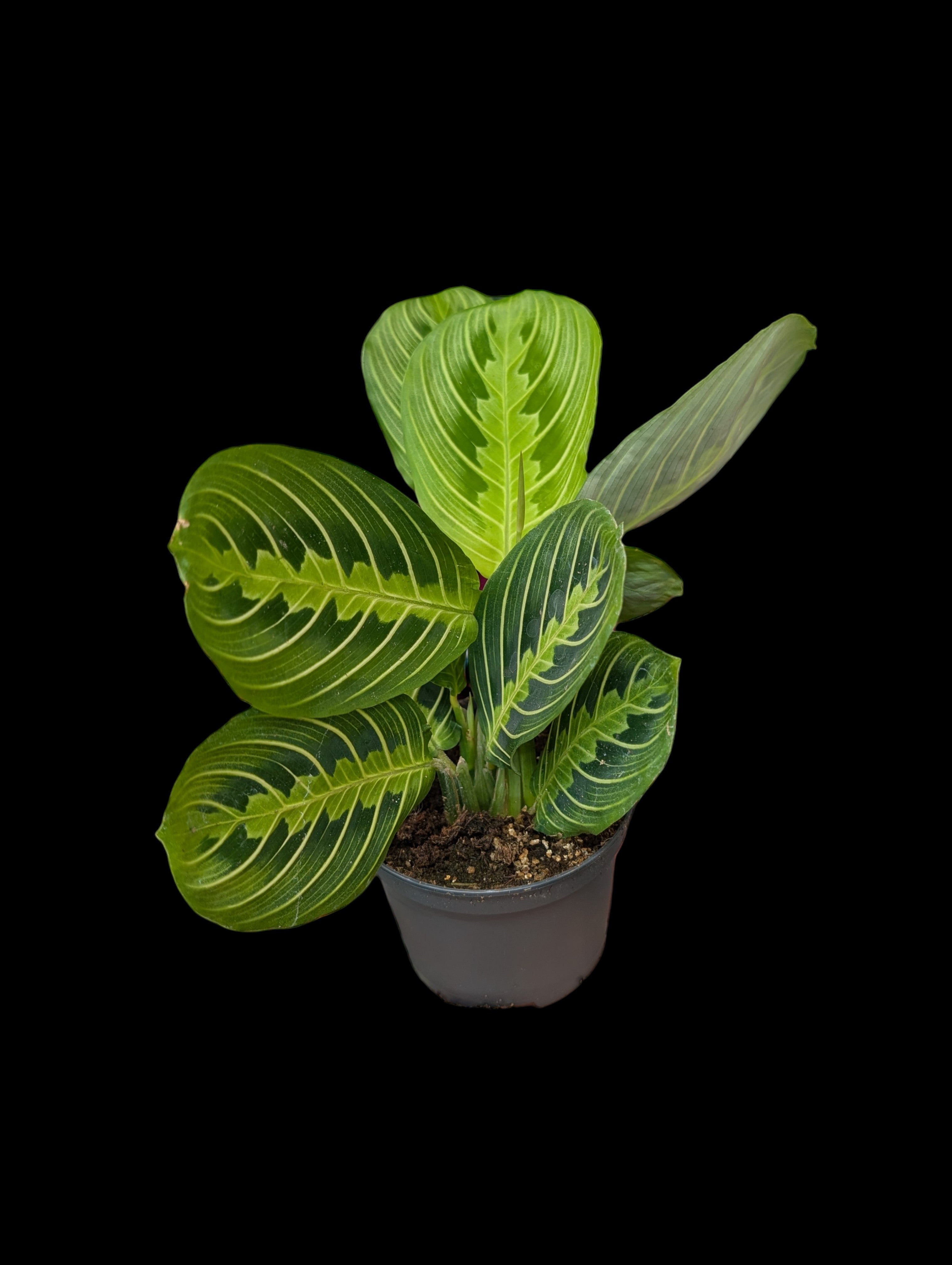 Maranta citron vert