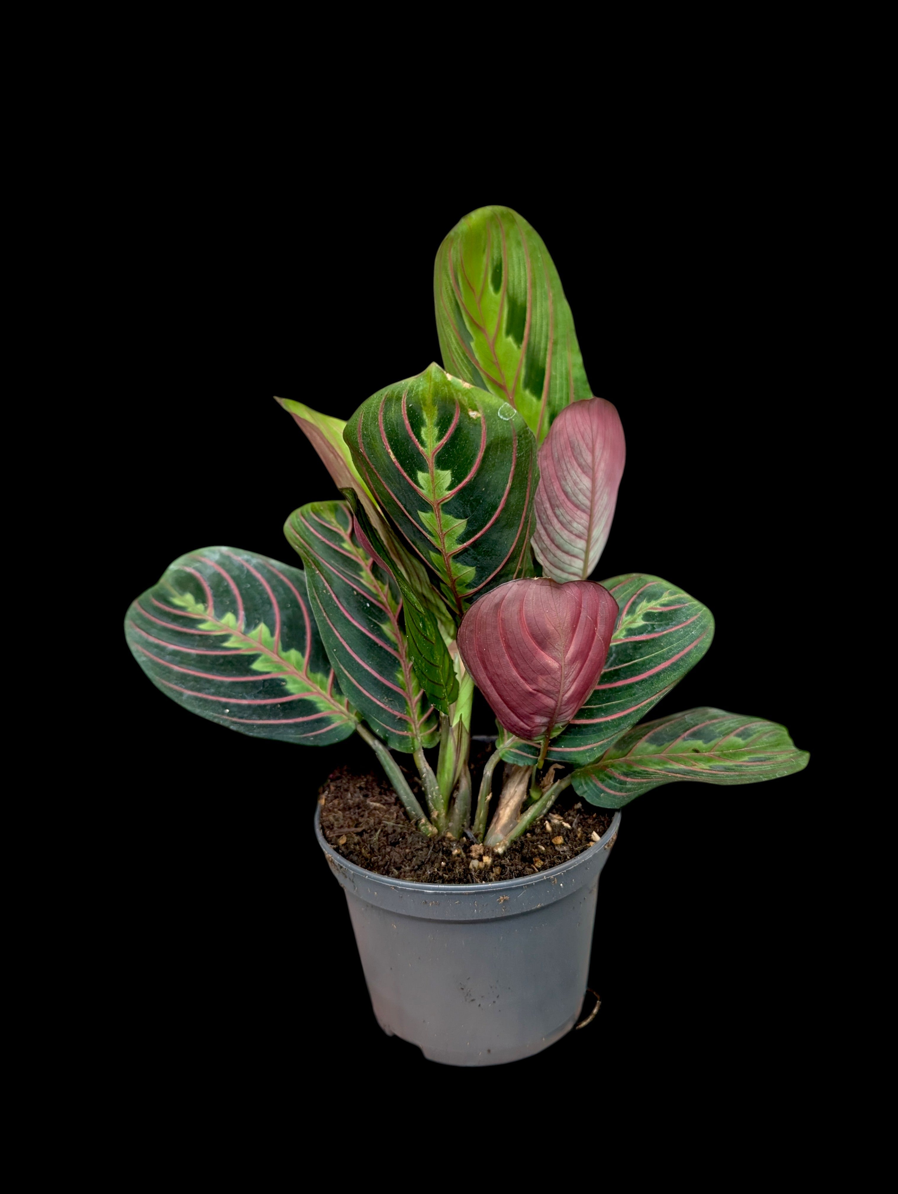 Plante de prière rouge