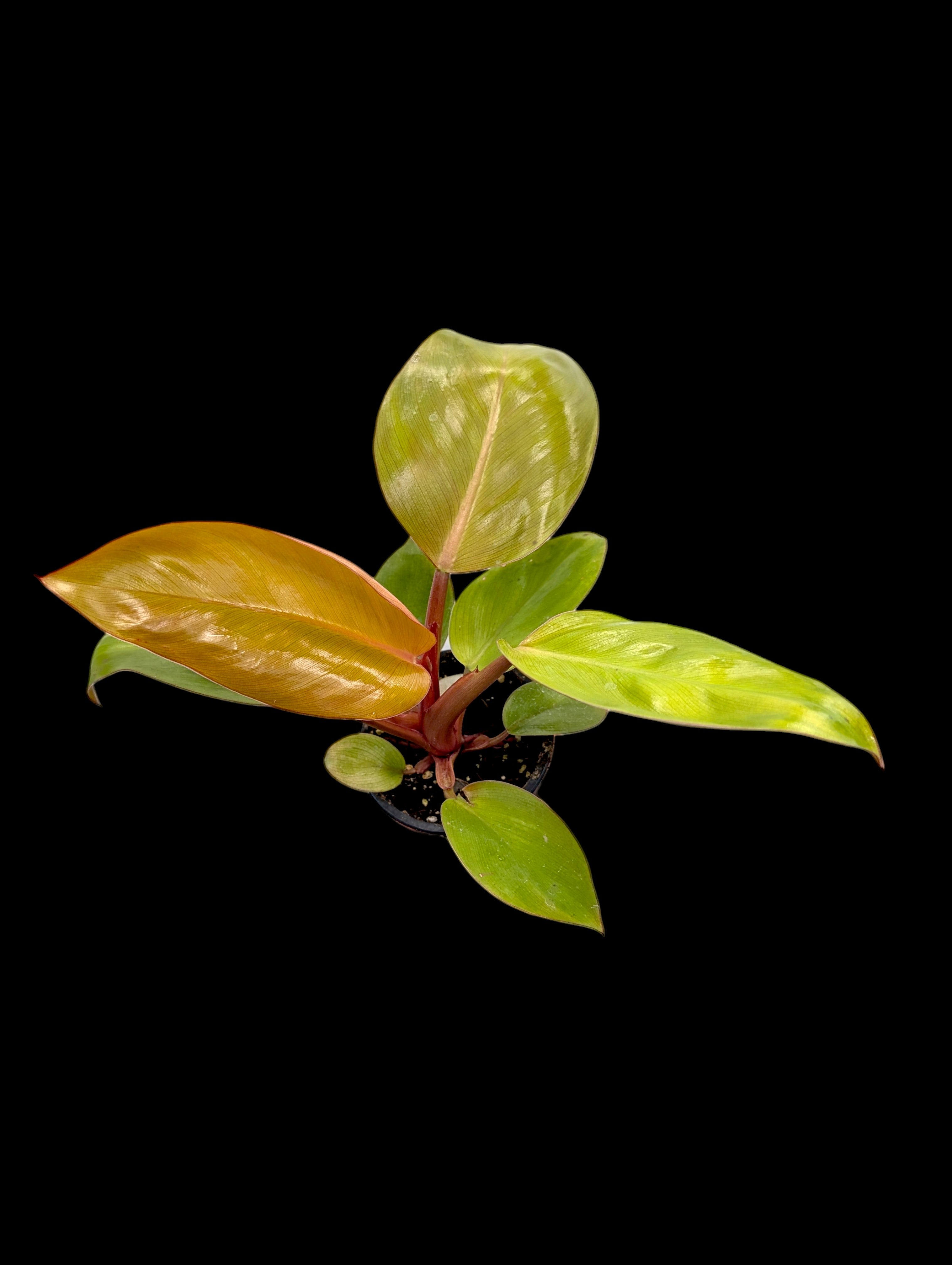 Philodendron Mars