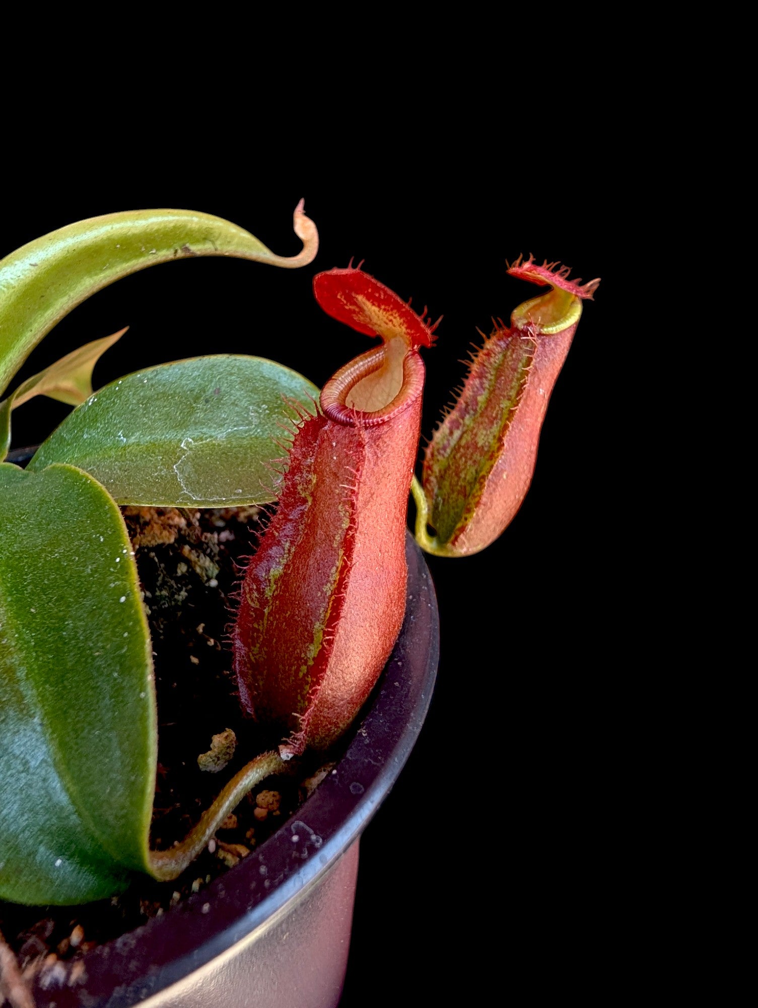 Nepenthes dyeriana cf.
