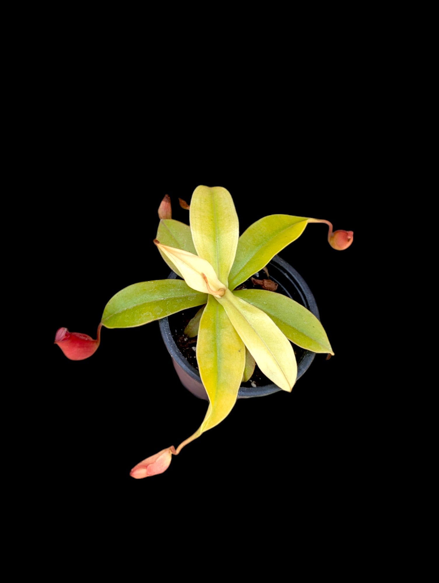 Nepenthes neon