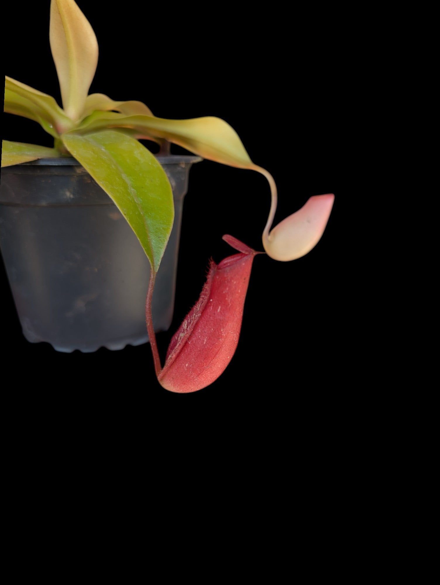 Nepenthes neon