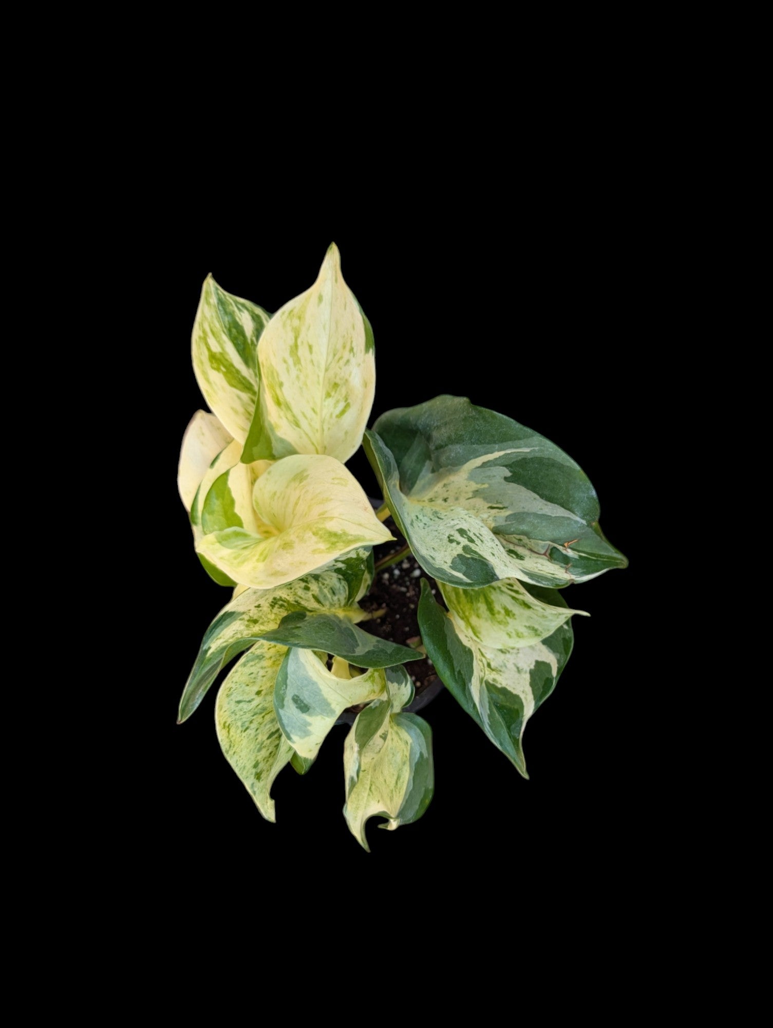 Manjula pothos