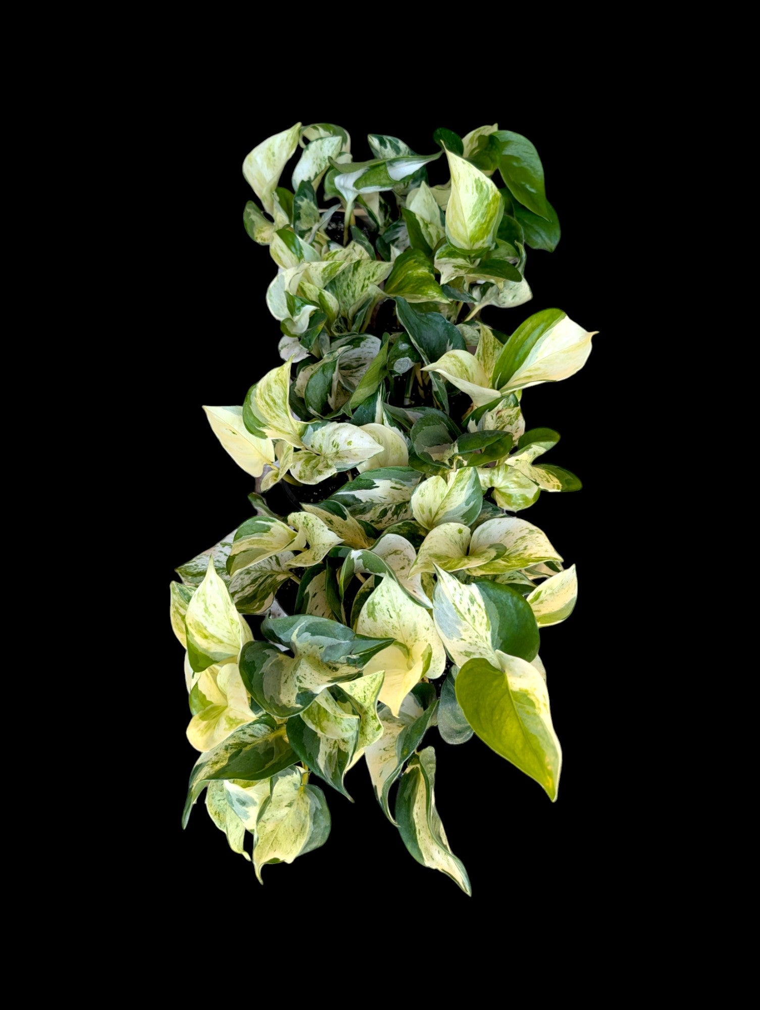 Manjula pothos