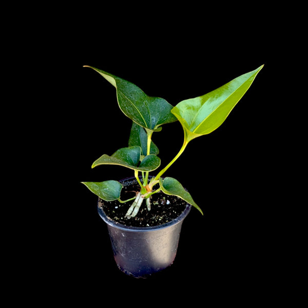 anthurium corong Anthurium corong x villenaorum