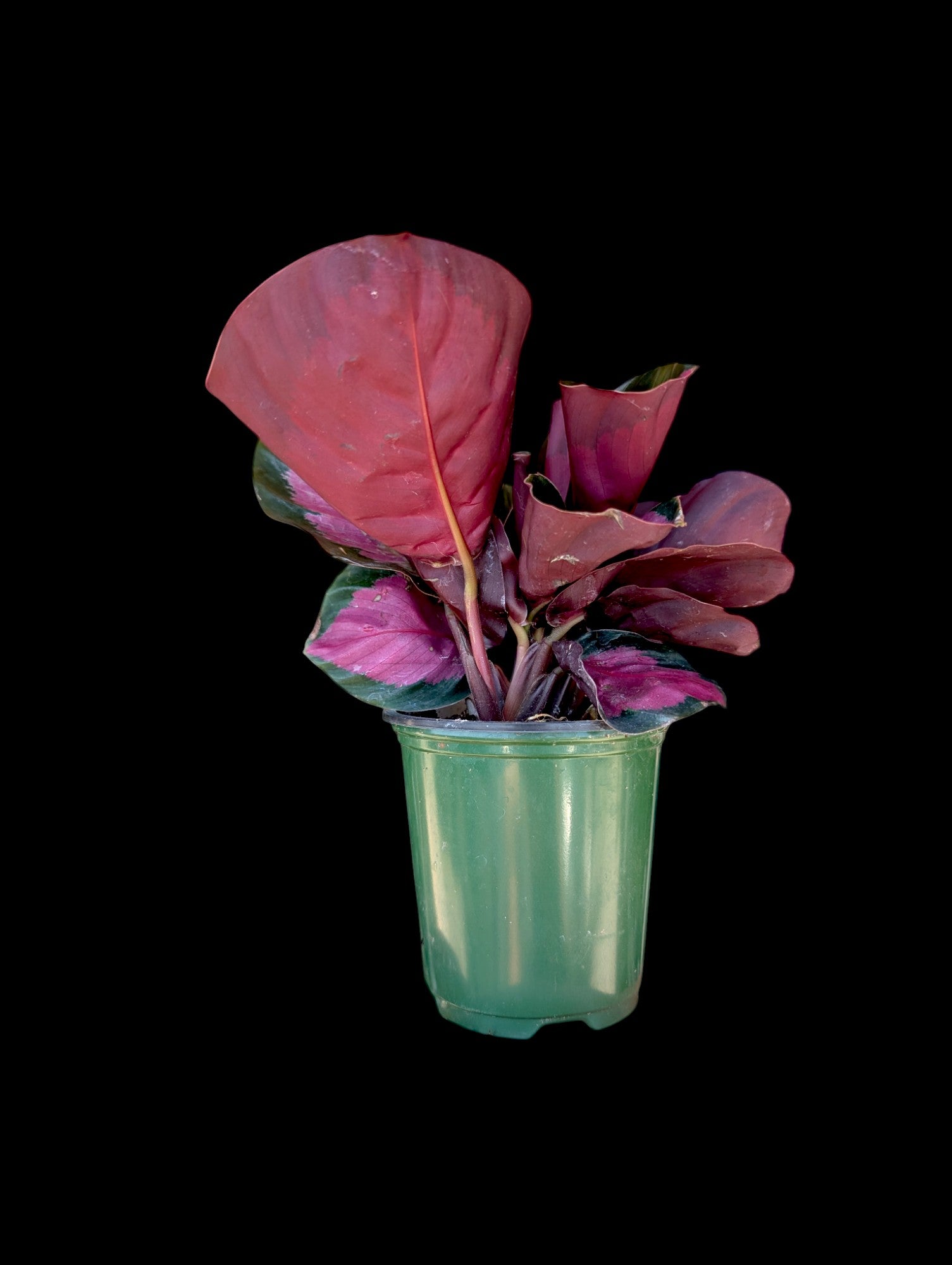 Calathea Rosy