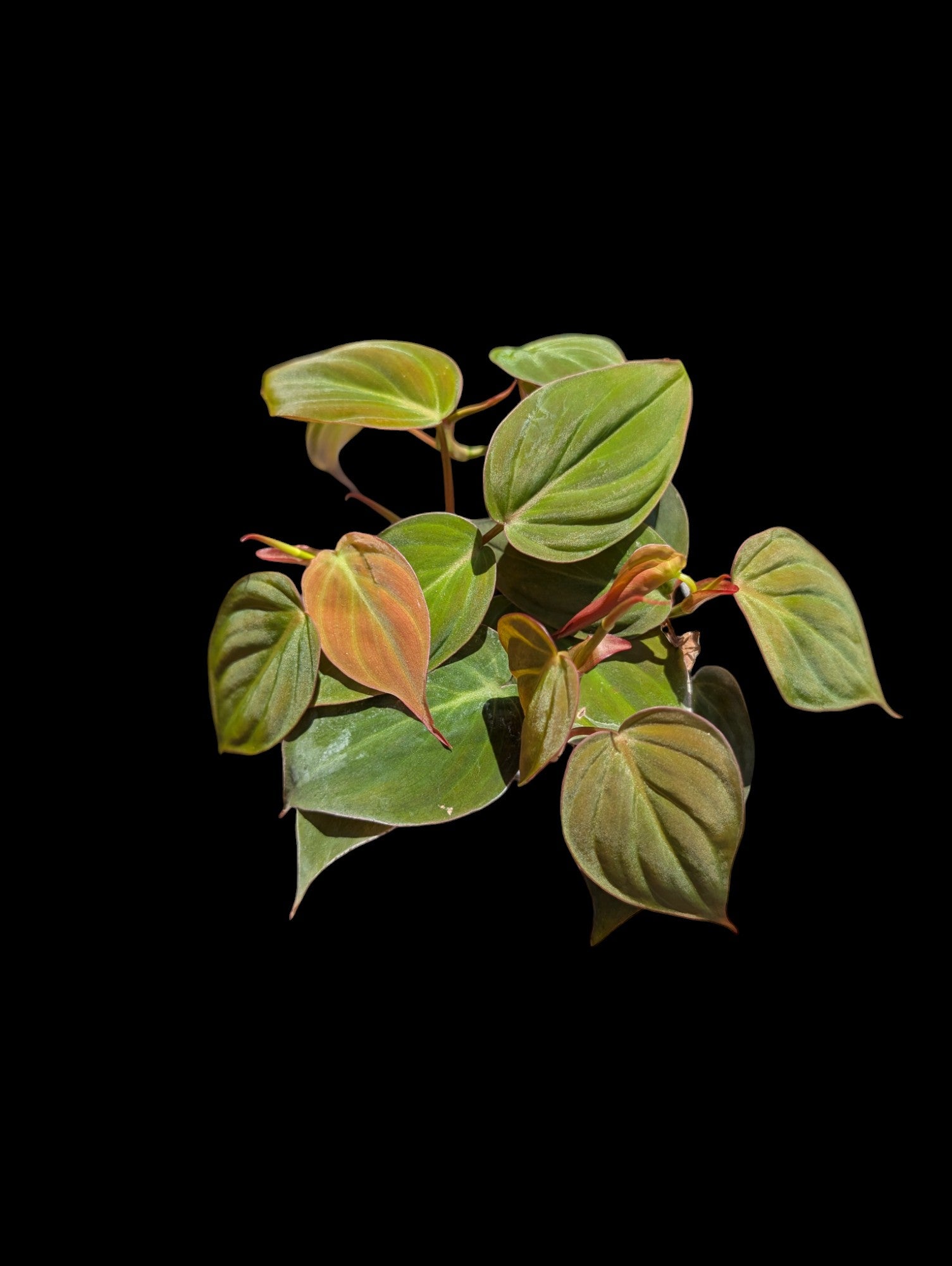Philodendron micans
