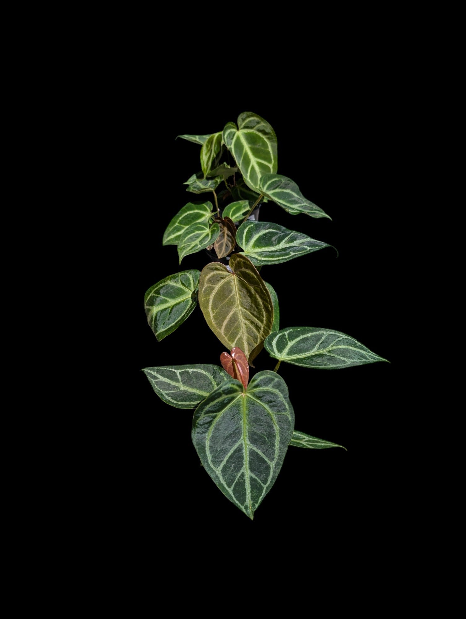 Anthurium Crystallinum Tortue