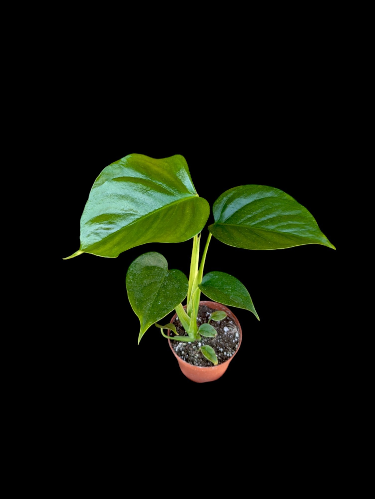 Monstera sierrana