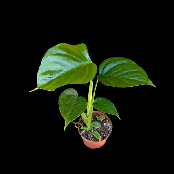 monstera deliciosa var sierrana for sale Monstera sierrana