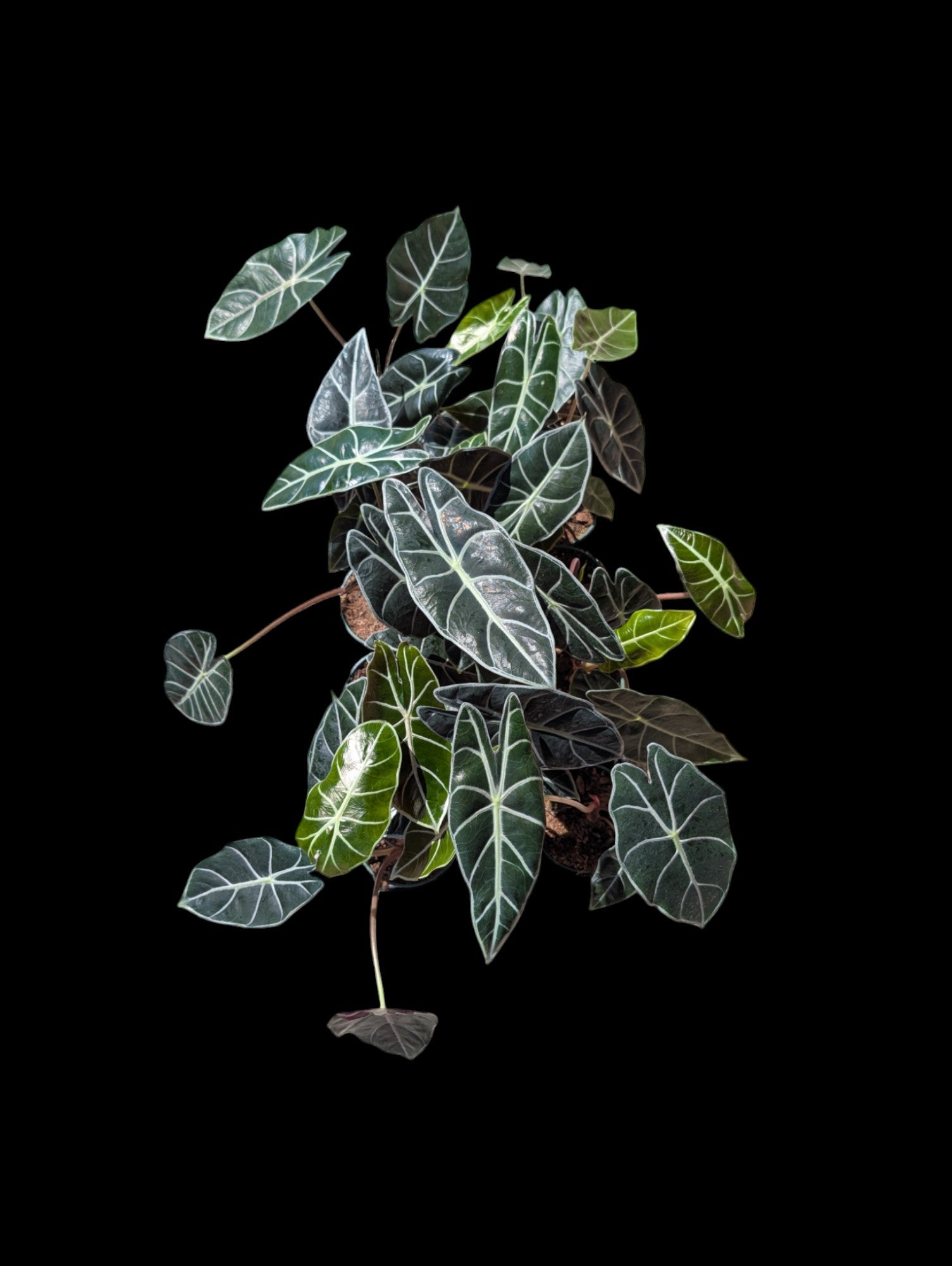 Alocasia Watsoniana Red Vein