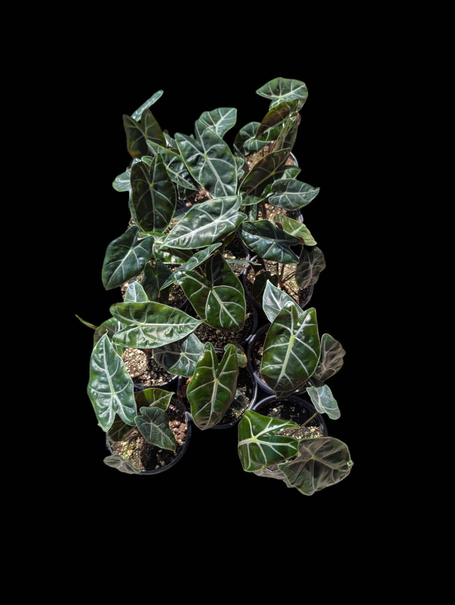 Alocasia 'longiloba' Suhirmaniana Purple