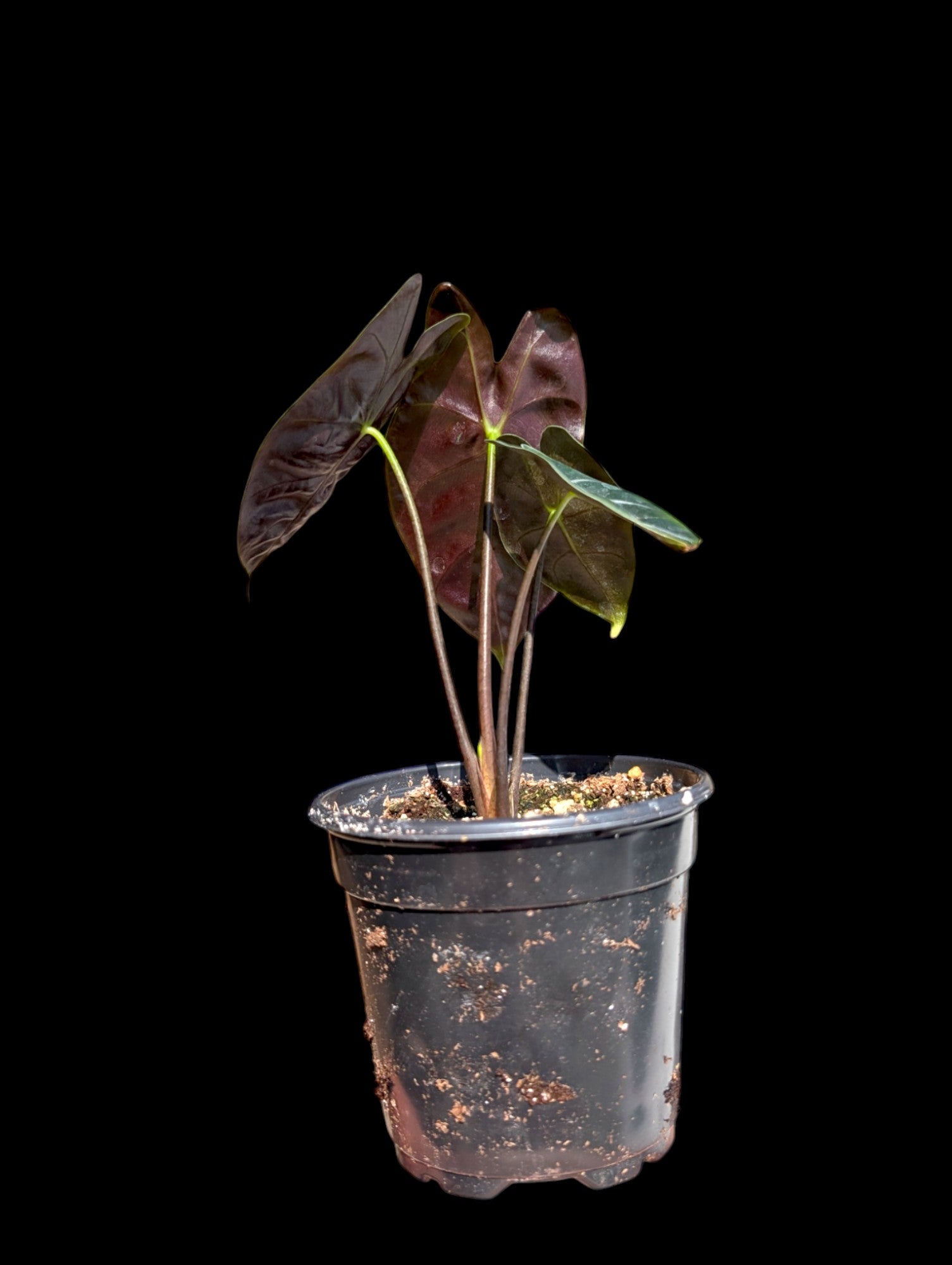 Alocasia 'longiloba' Suhirmaniana Purple