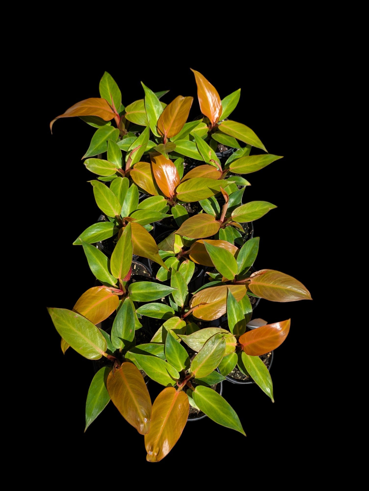 Philodendron 'Prince of Orange'