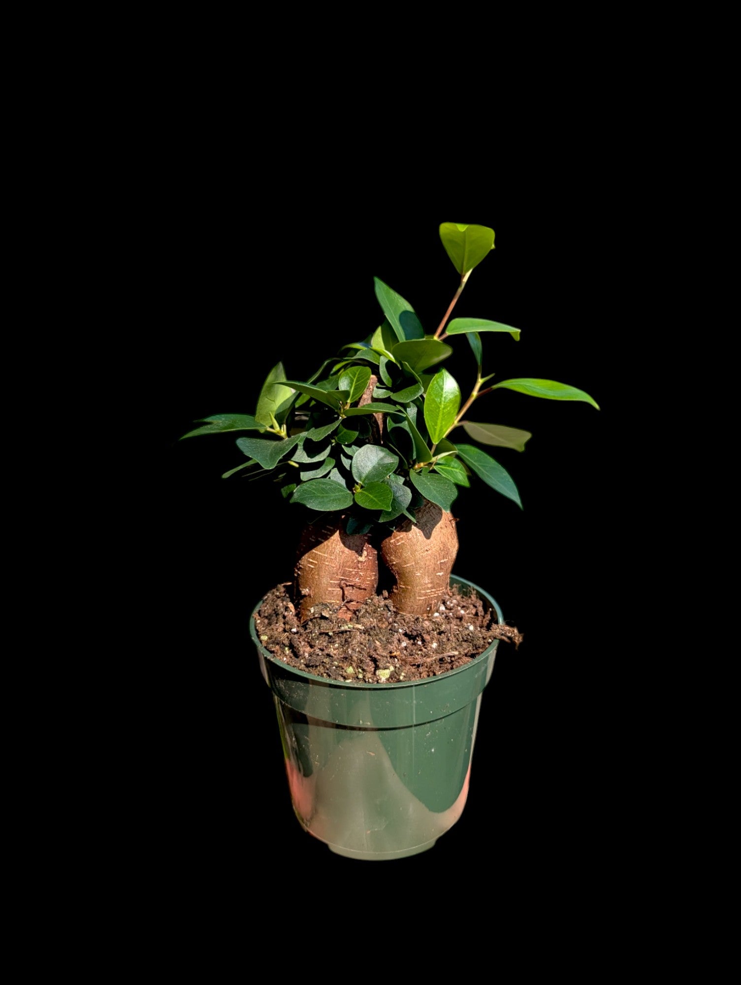 Bonsaï Ficus 'Ginseng'