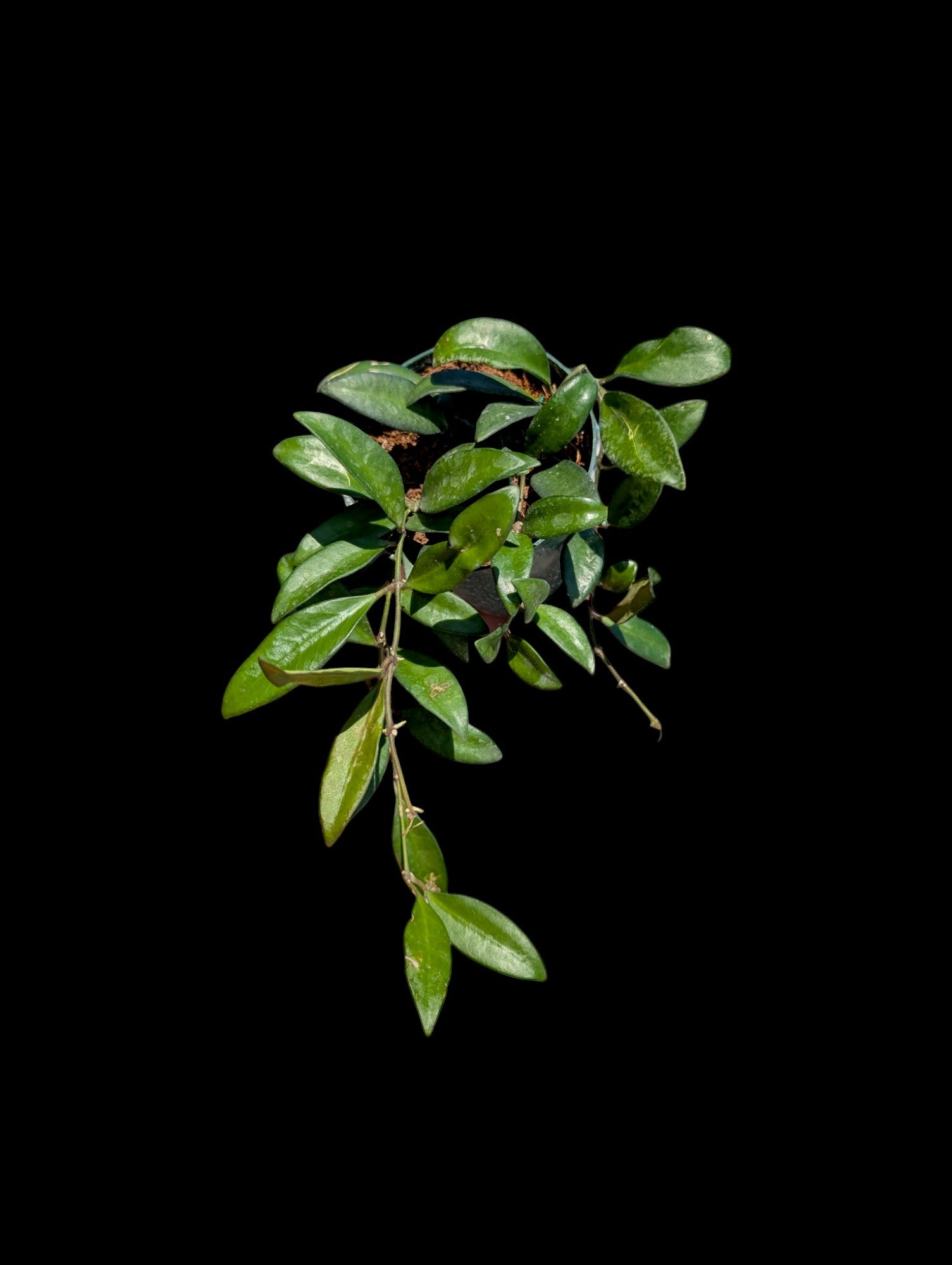 Hoya Rosita