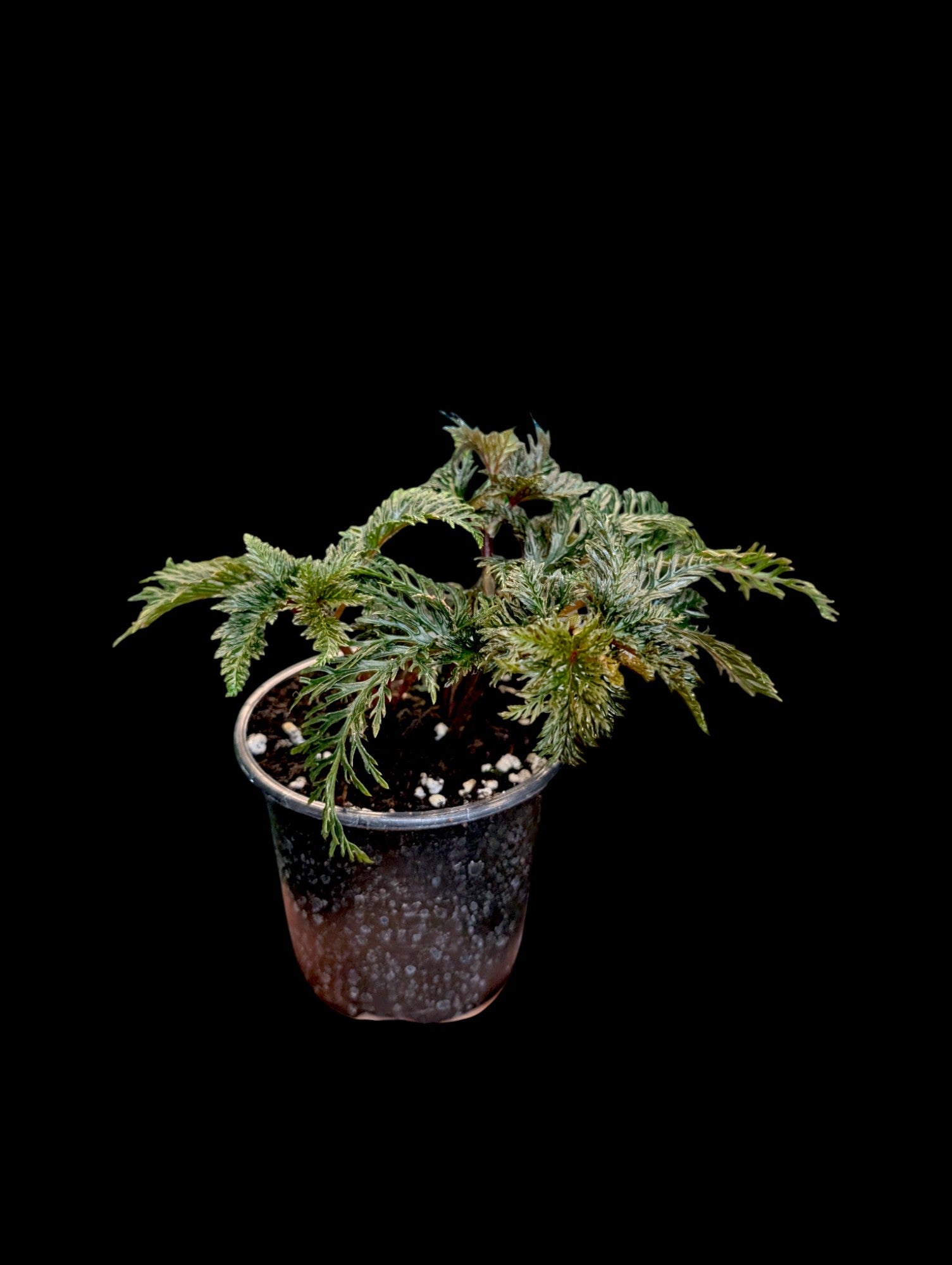 Begonia bipinnatifida