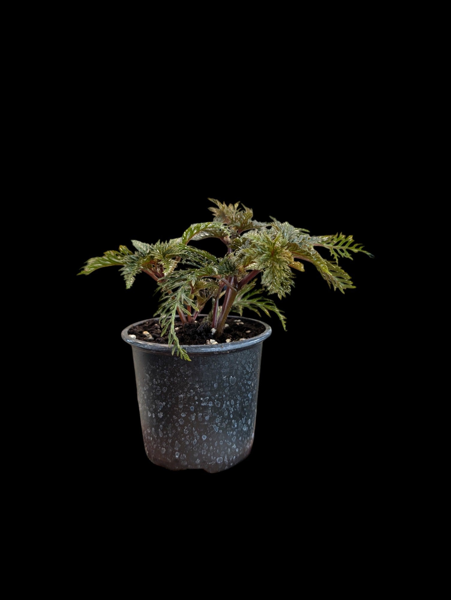 Bégonia bipinnatifida