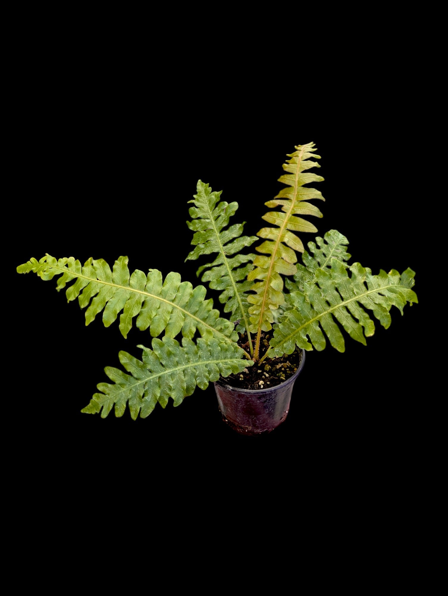 Brazilian Tree Fern